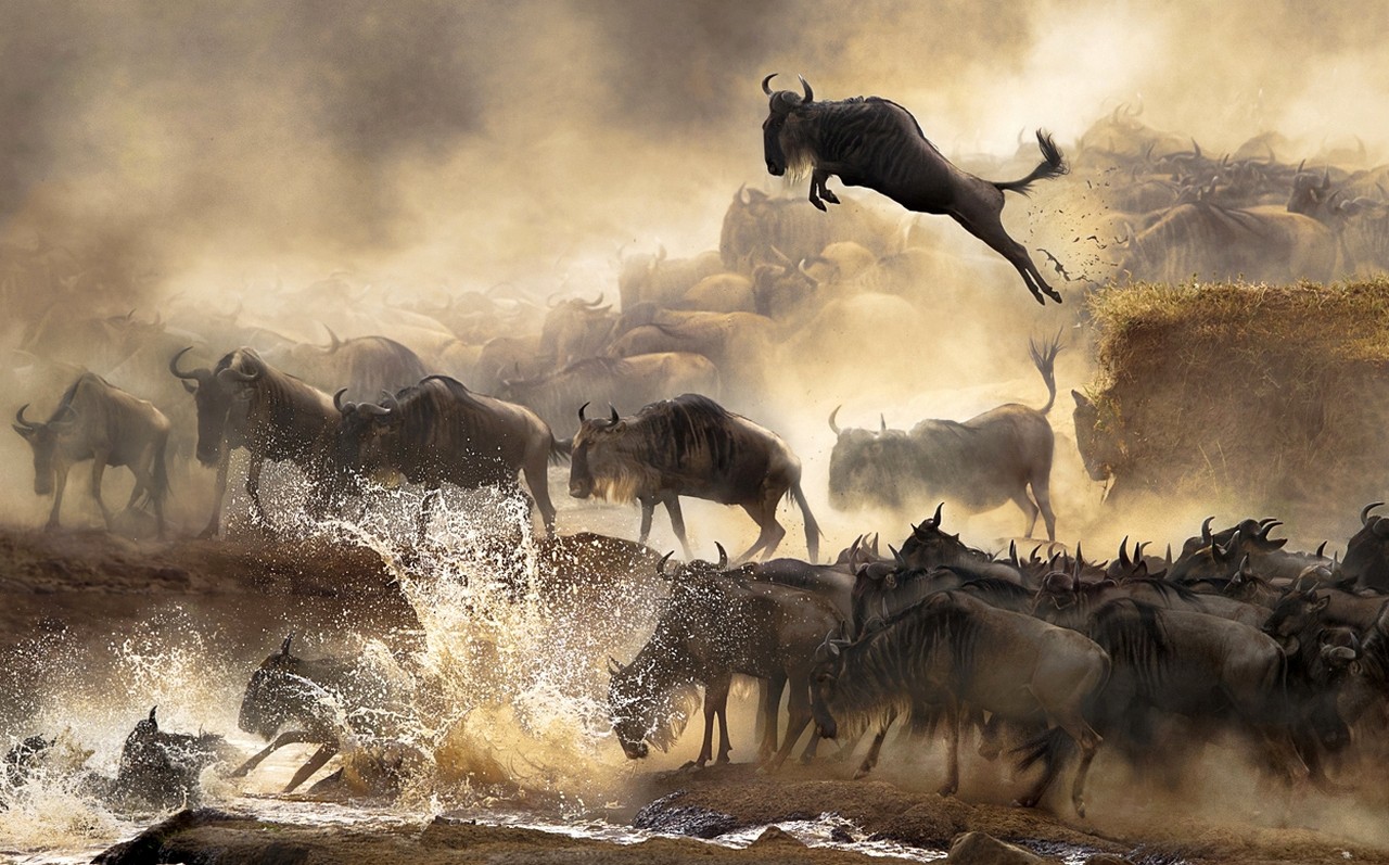 General 1280x797 jumping animals migration river Africa dust nature landscape mammals