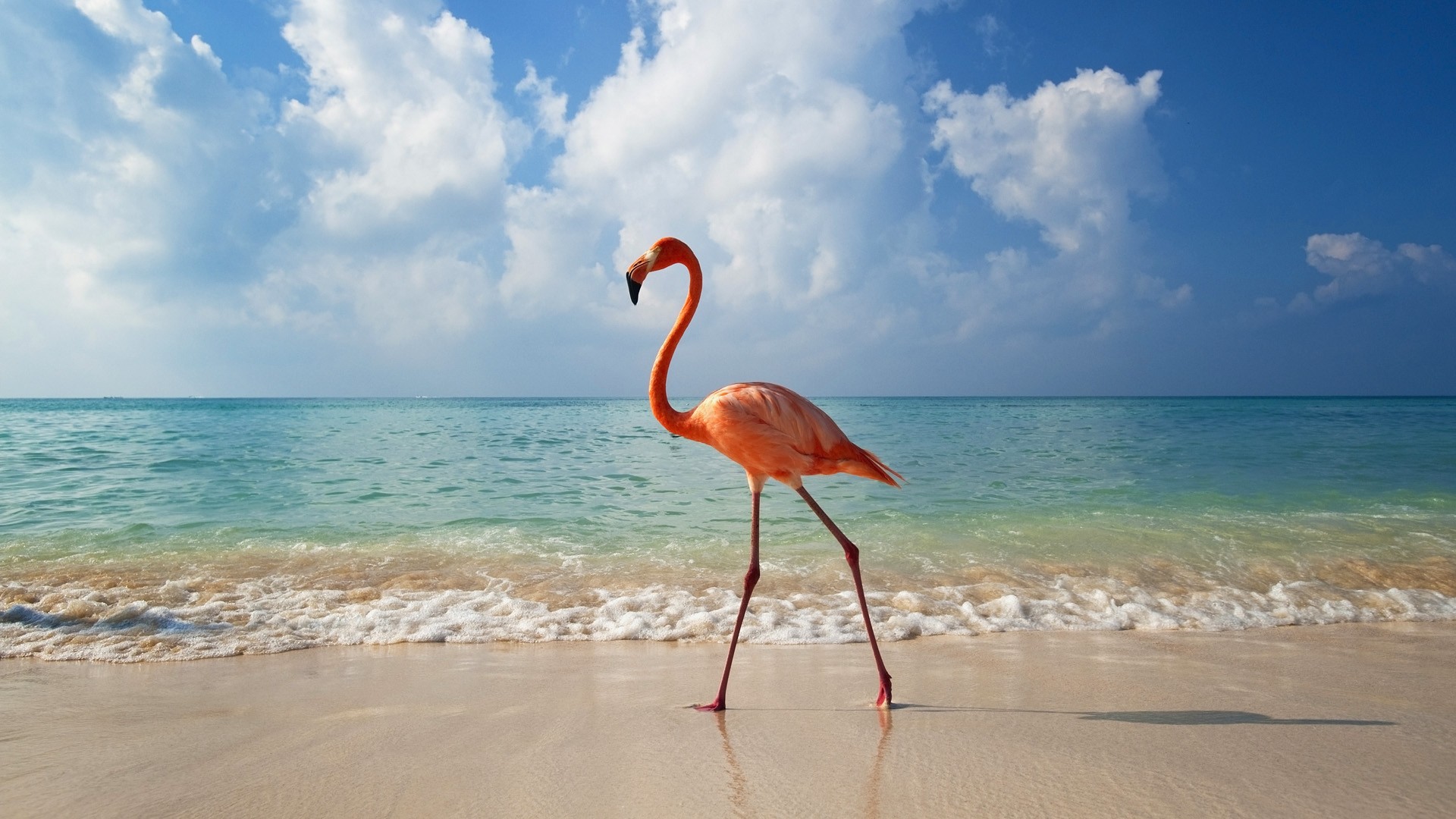 General 1920x1080 animals sea waves flamingos beach birds sunlight sand horizon orange walking turquoise nature