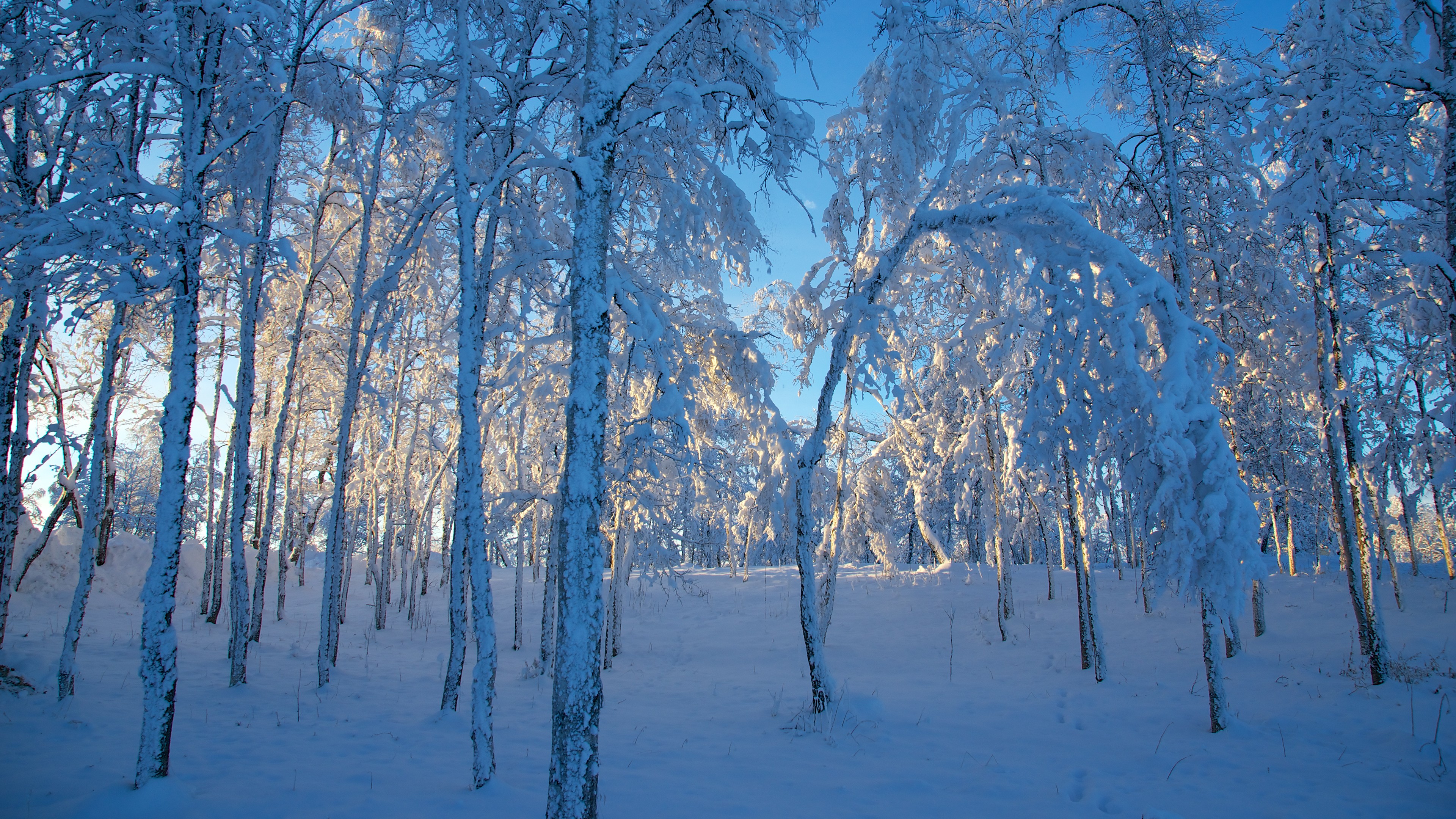 General 3840x2160 winter seasons ice landscape snow sunlight forest clear sky