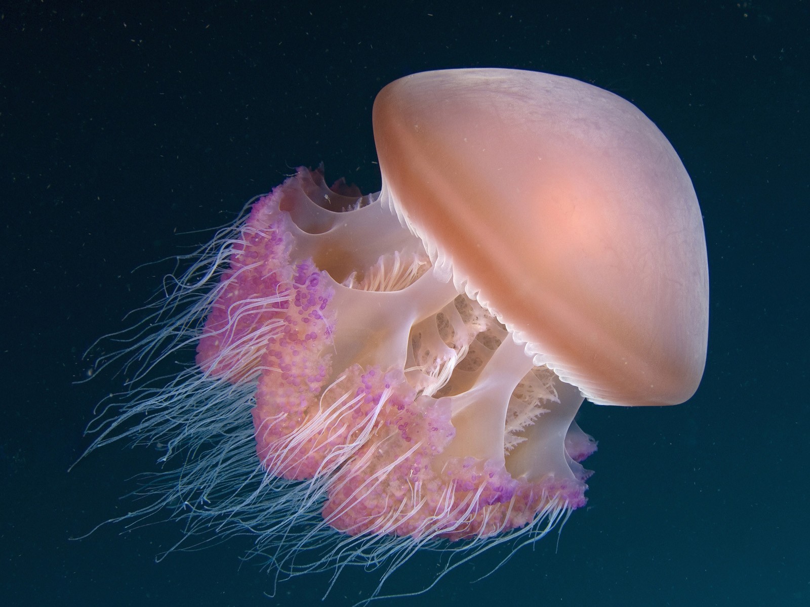 General 1600x1200 underwater jellyfish sea life animals