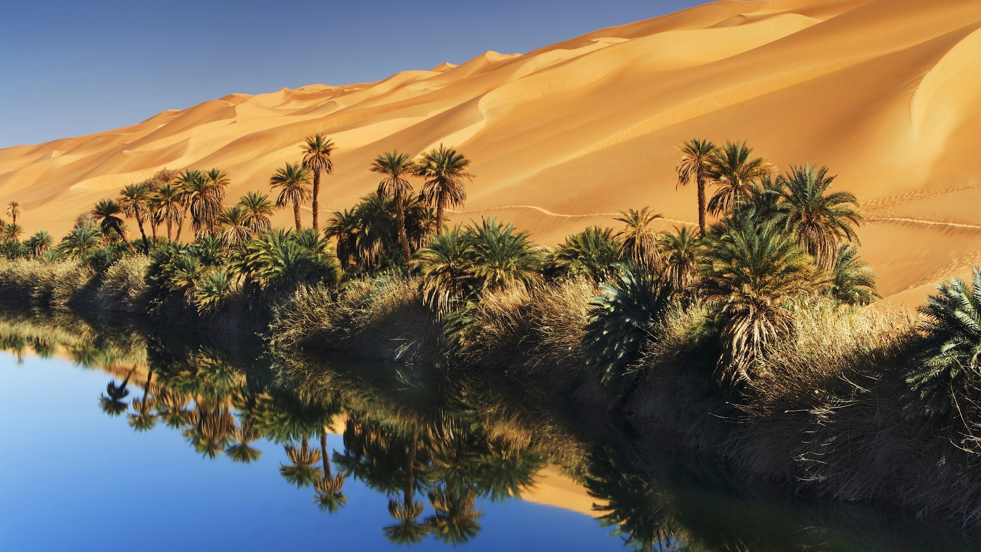 General 1920x1080 palm trees oasis dunes reflection water desert