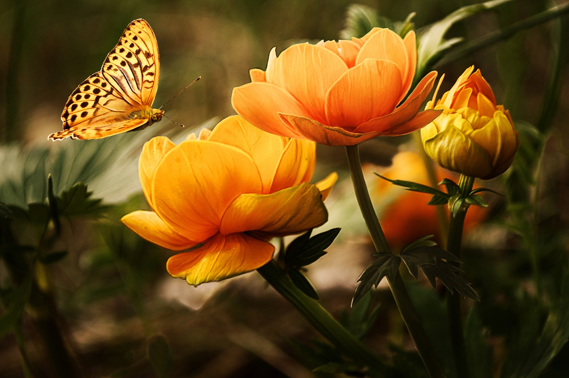 General 1920x1275 butterfly flowers nature insect yellow flowers animals plants closeup