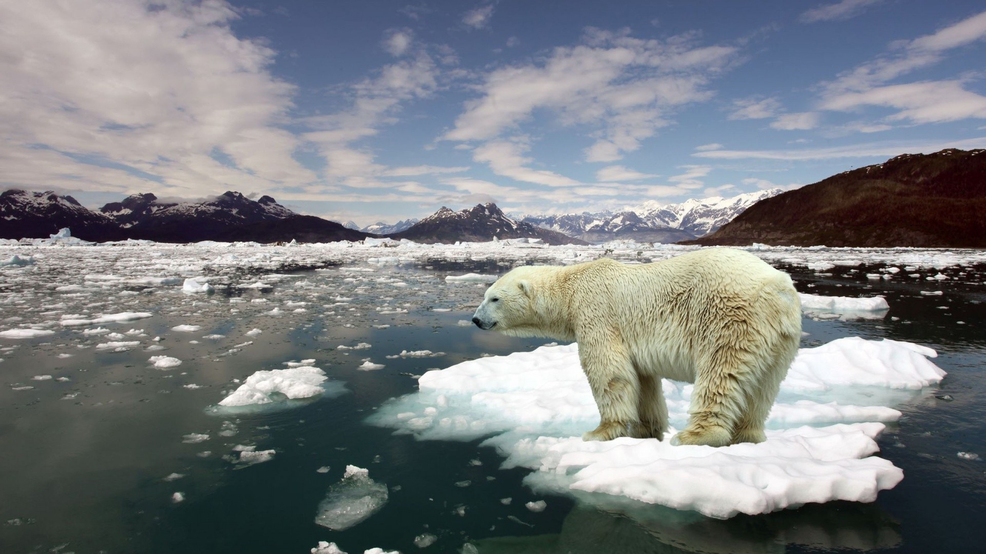 General 1920x1080 nature animals polar bears landscape Arctic mountains iceberg snow sea mammals reflection bears