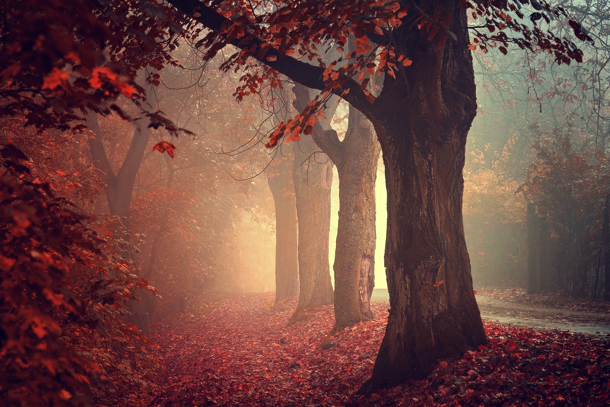 General 2048x1367 trees leaves red path mist red leaves photography calm park outdoors fall fallen leaves