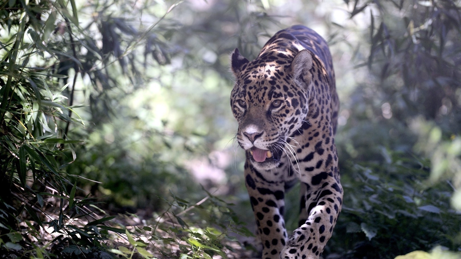 General 1920x1080 animals leopard undergrowth plants mammals big cats tongue out