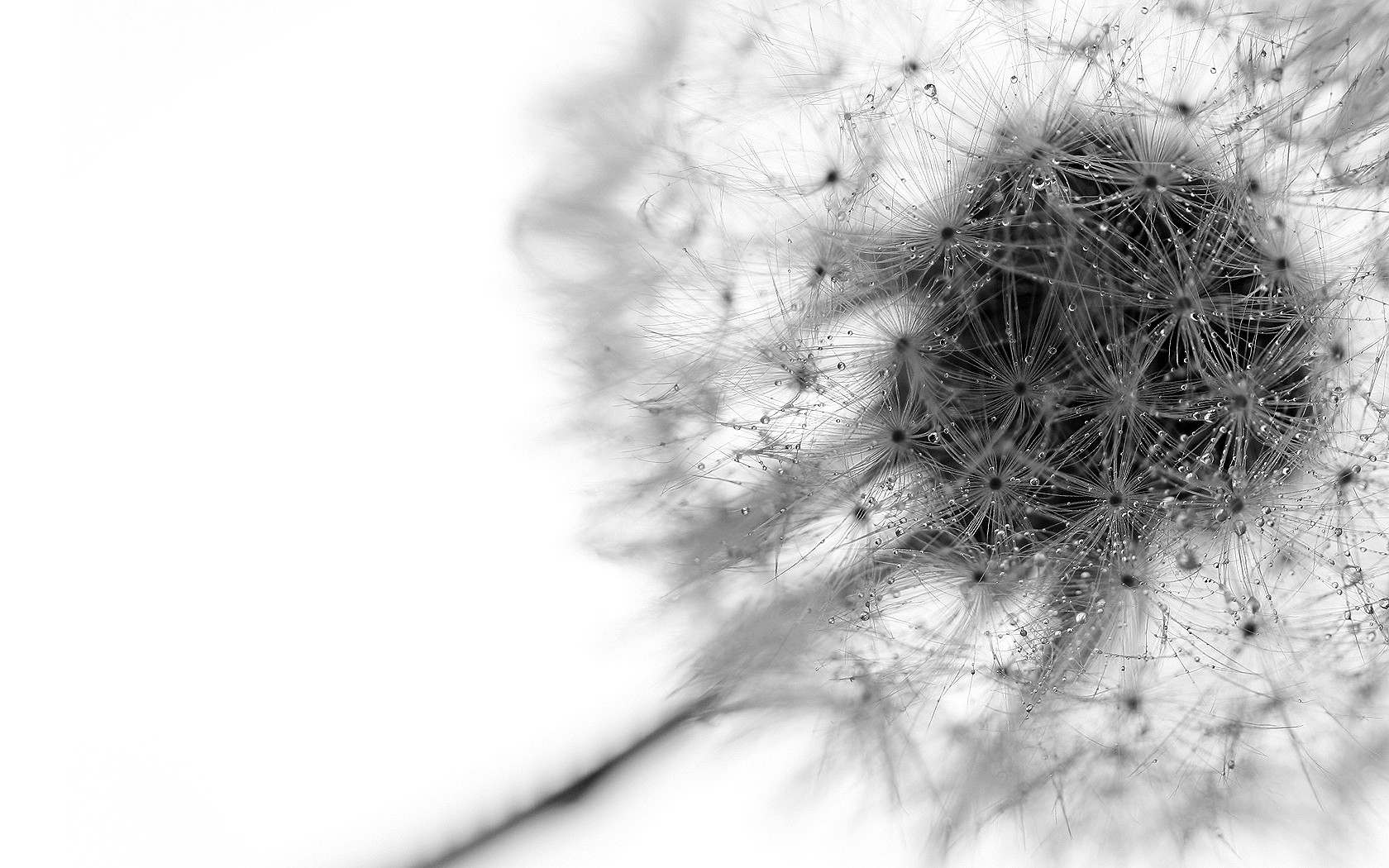 General 1680x1050 nature macro dandelion dew water drops monochrome plants simple background white background