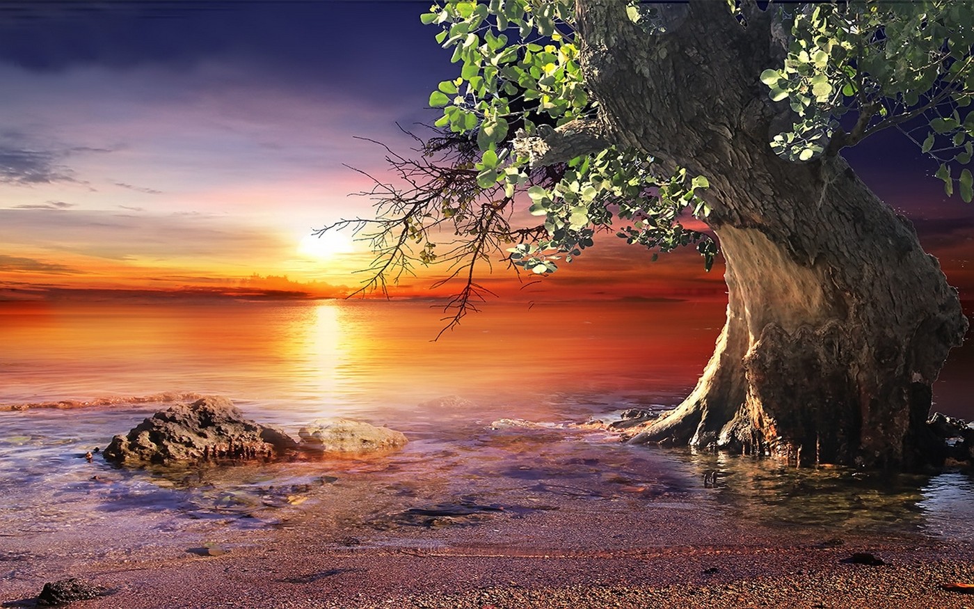 General 1400x875 nature sunset beach trees sea sky water colorful