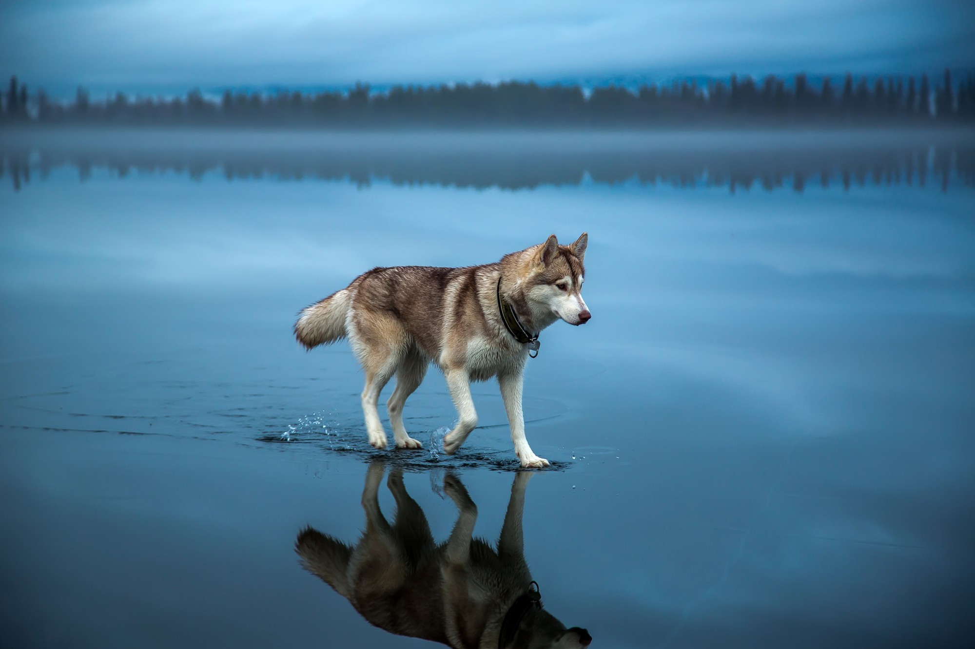 General 2000x1332 dog animals Siberian Husky  water lake mist trees forest reflection depth of field nature landscape clouds alone blue walking mammals