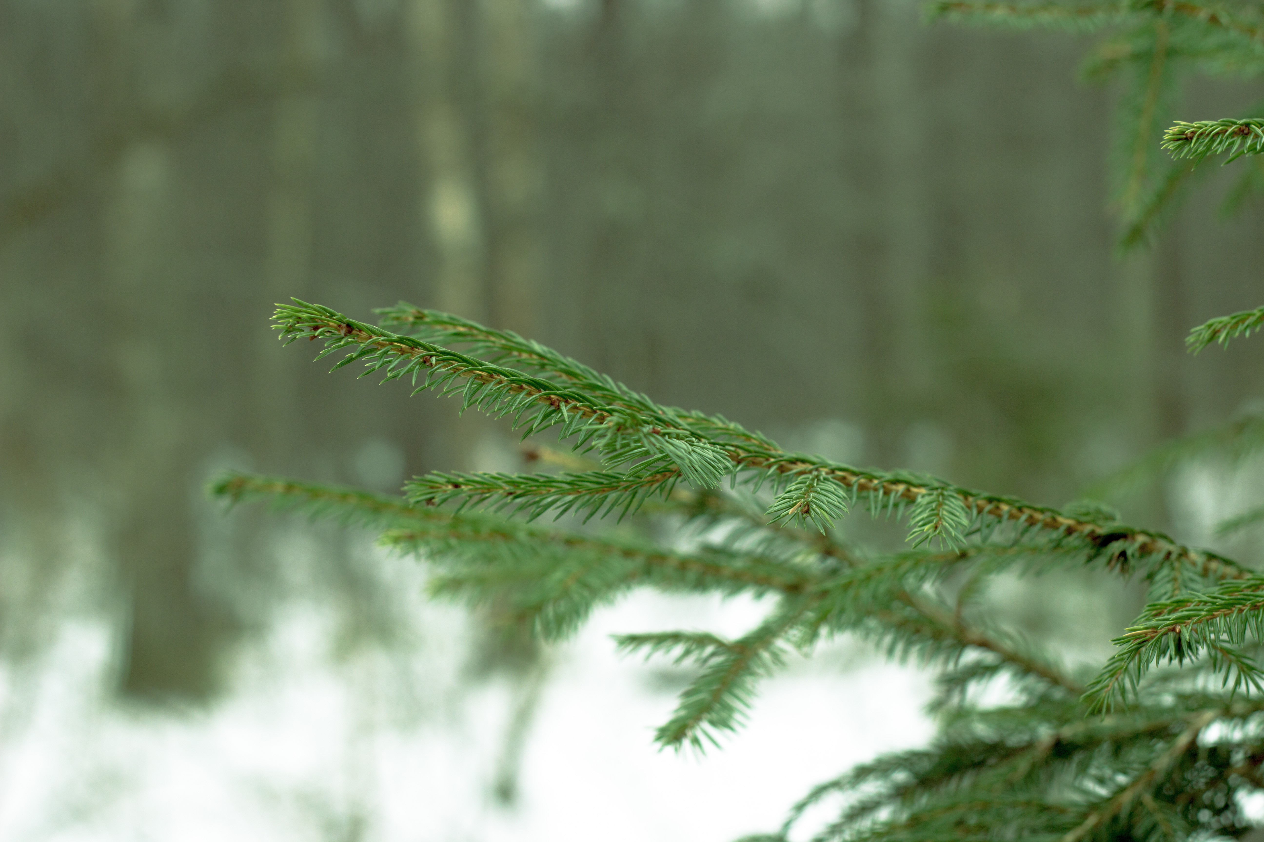 General 5184x3456 macro fir-tree twigs outdoors plants