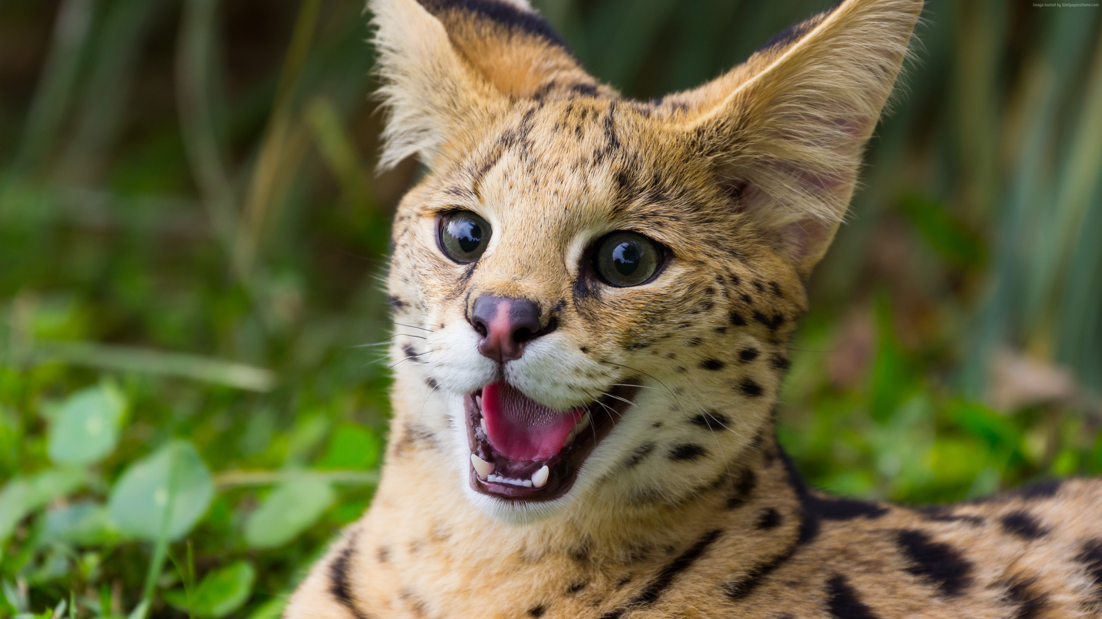 General 3840x2160 animals serval mammals closeup big cats depth of field pointy teeth whiskers fur nature leaves open mouth