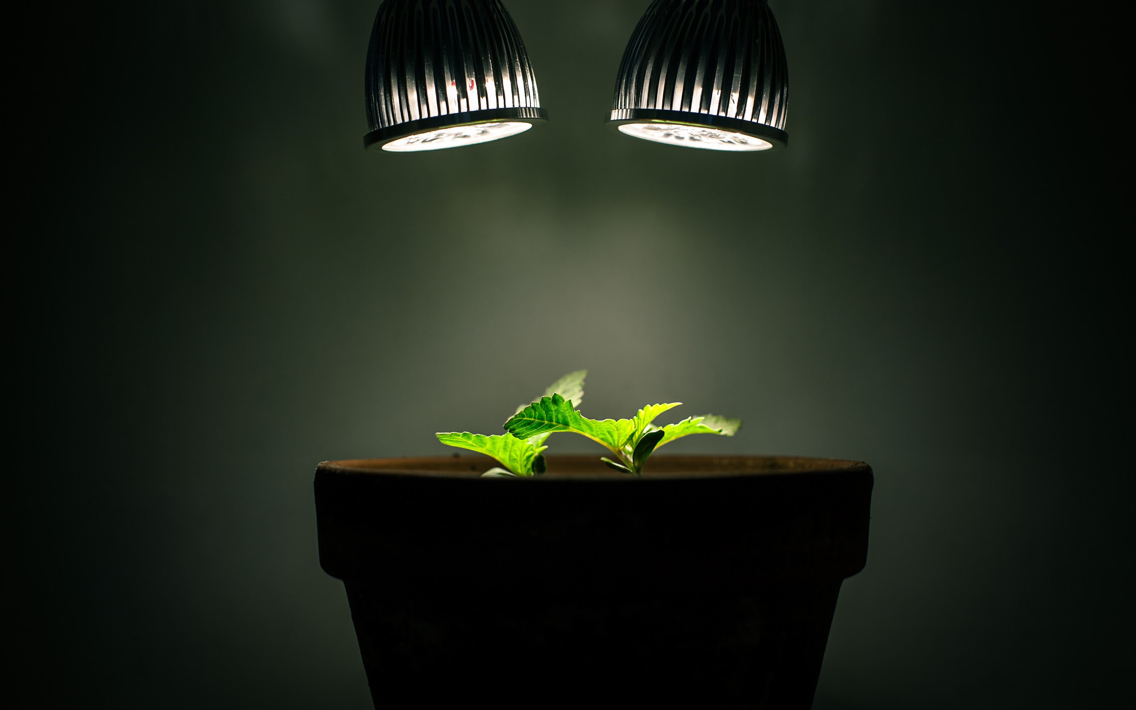 General 3840x2400 plants lights leaves simple background closeup