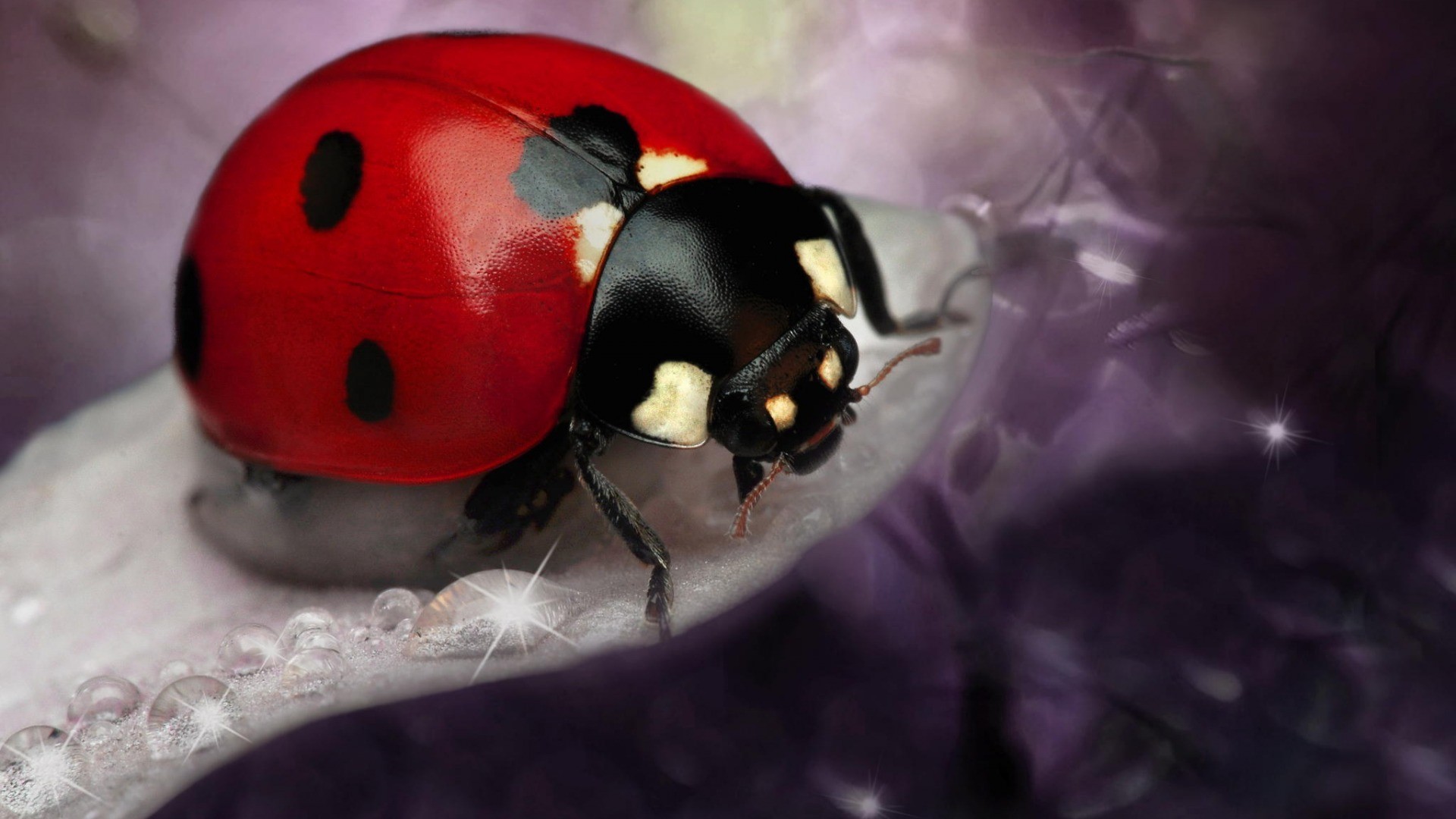 General 1920x1080 ladybugs insect animals