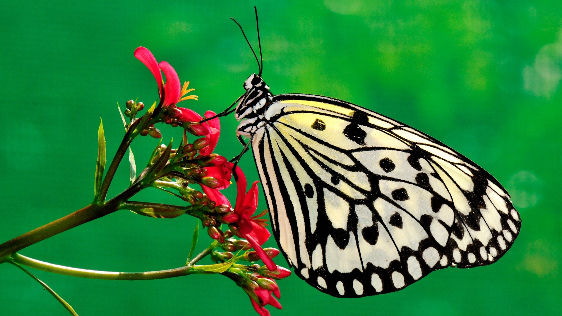 General 1920x1080 butterfly insect flowers animals green background