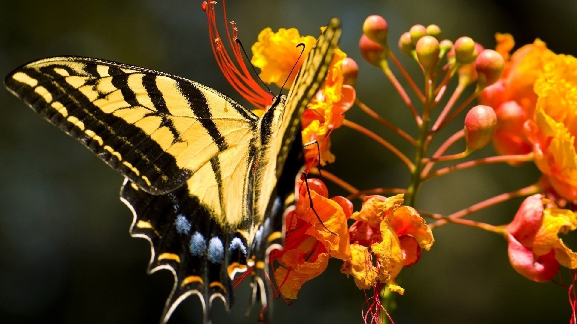 General 1920x1080 butterfly insect flowers orange flowers closeup colorful animals plants