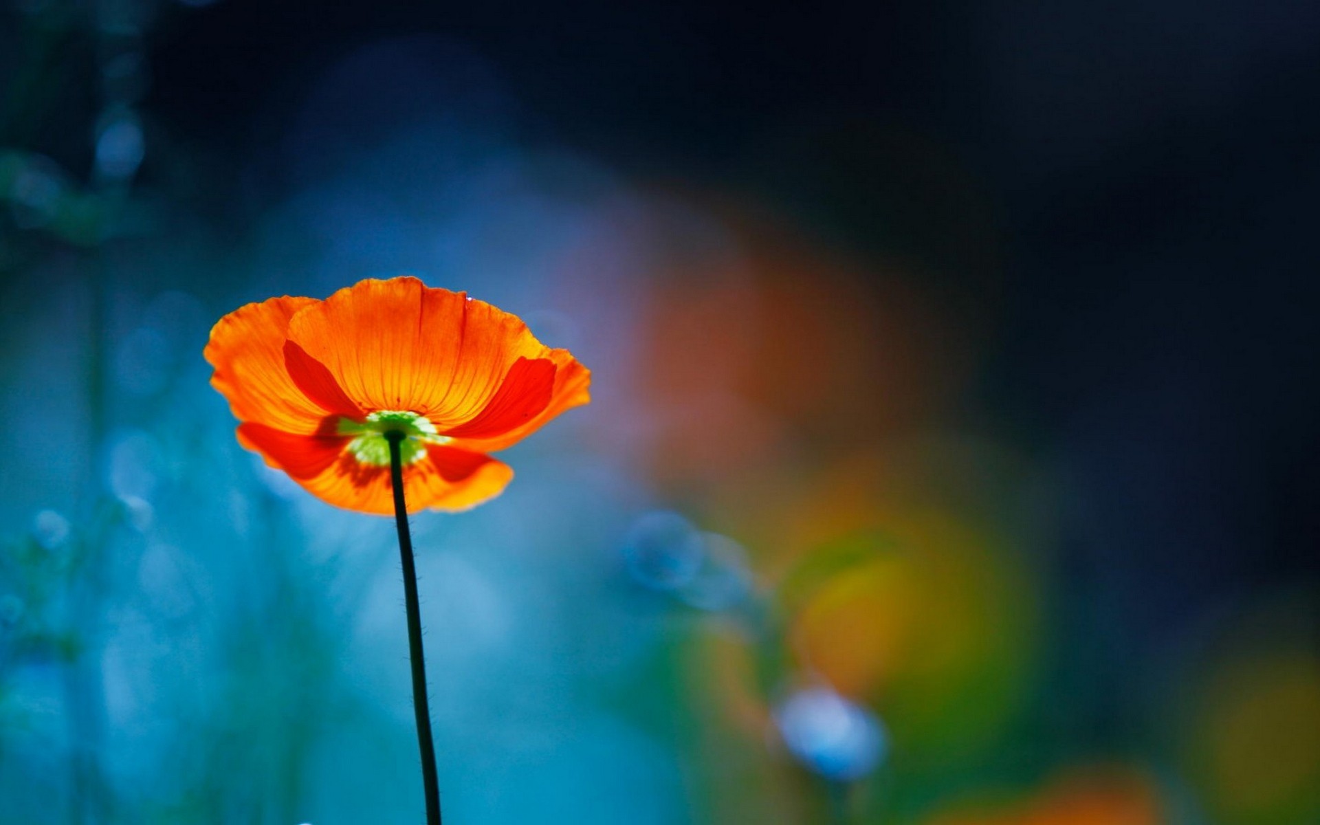 General 1920x1200 poppies flowers depth of field plants colorful