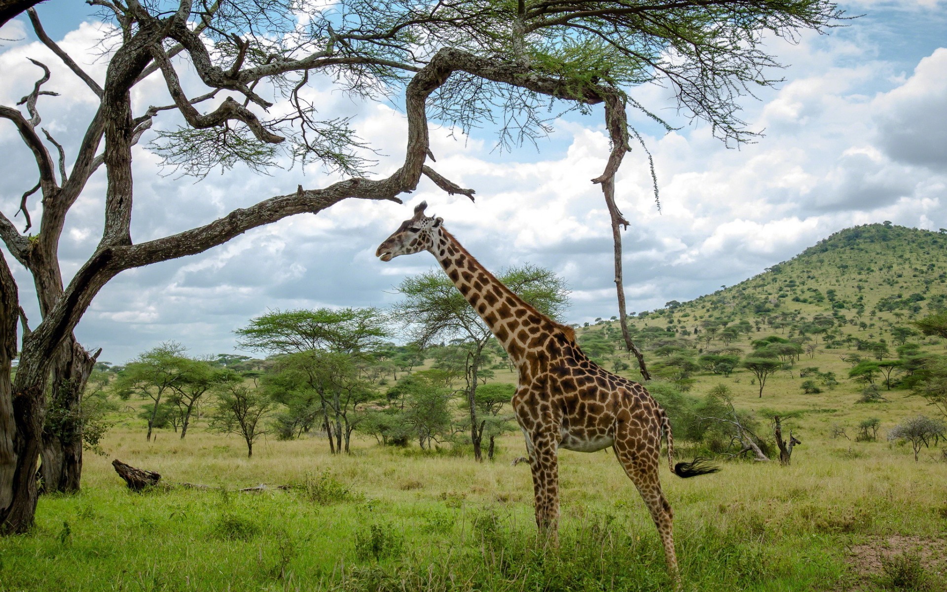General 1920x1200 animals giraffes mammals wildlife savannah