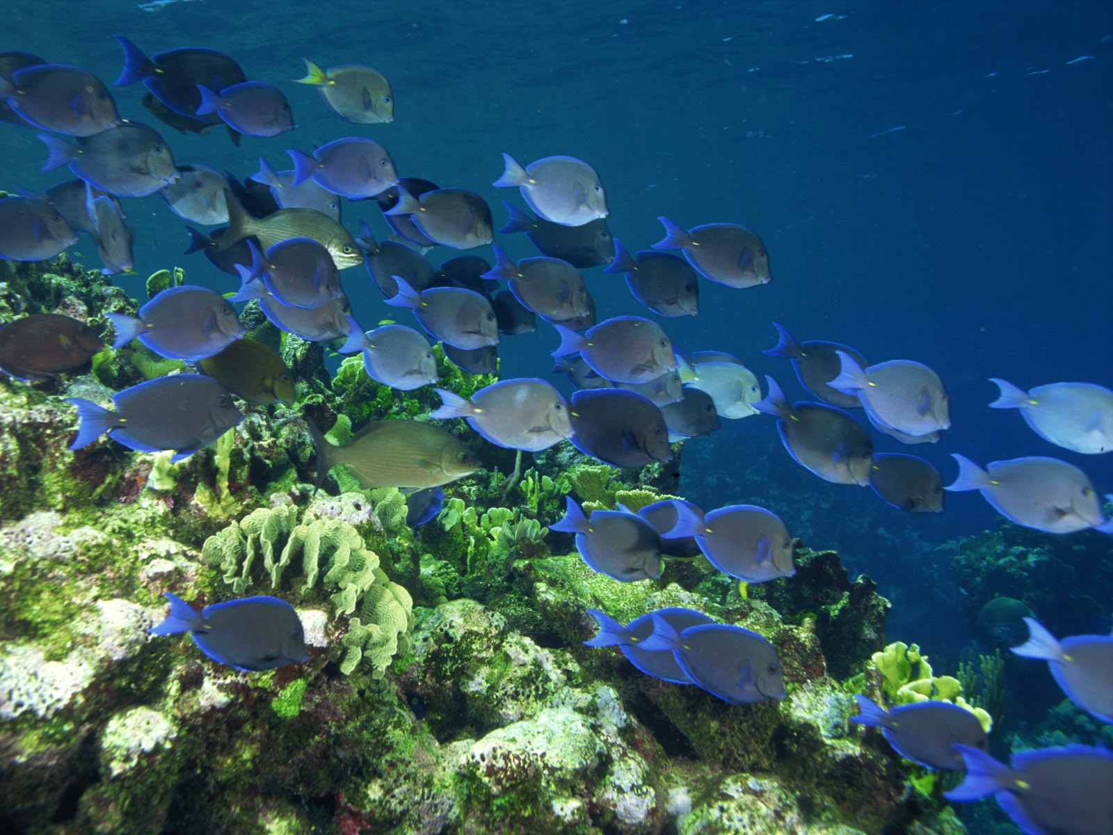 General 1600x1200 sea underwater fish coral animals