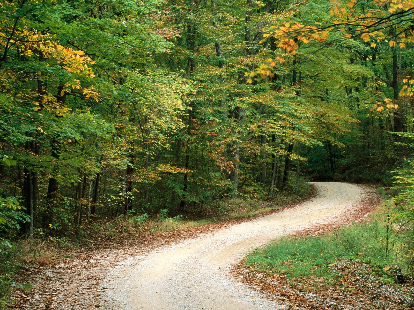 General 1600x1200 forest dirt road green foliage path leaves