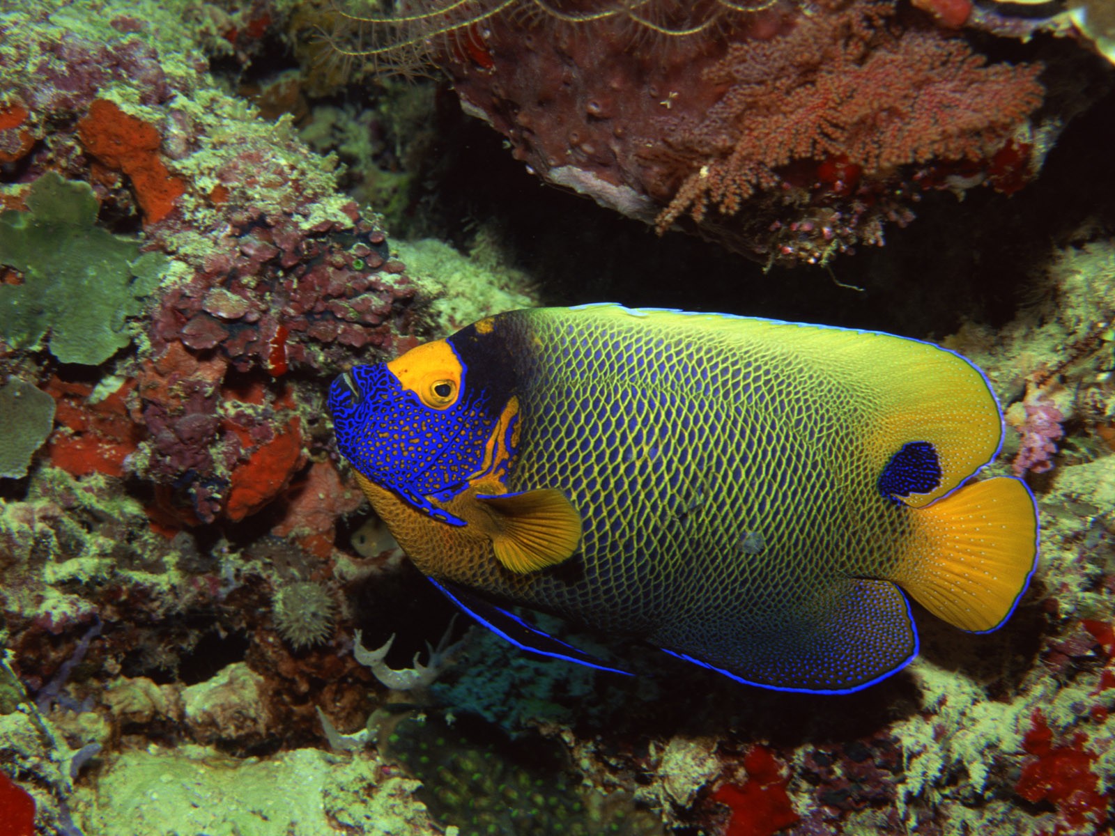 General 1600x1200 underwater sea fish colorful animals