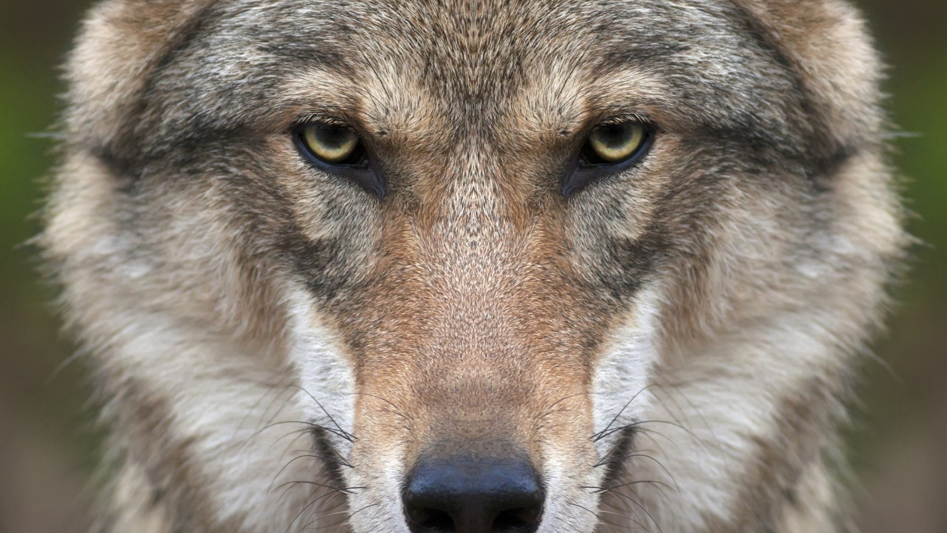 General 1920x1080 wolf animals nature closeup face symmetry frontal view mammals animal eyes