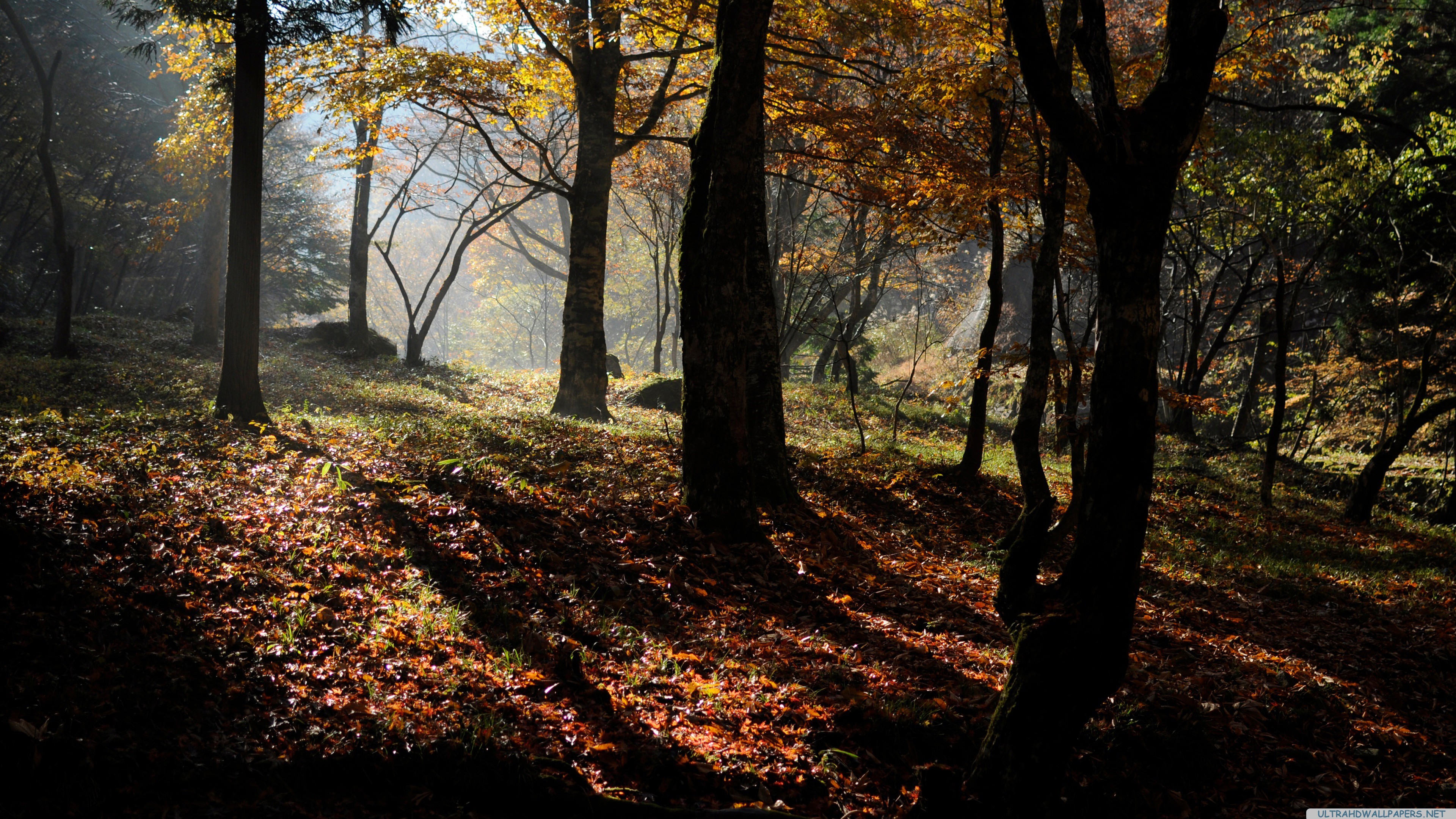 General 3840x2160 fall forest nature outdoors