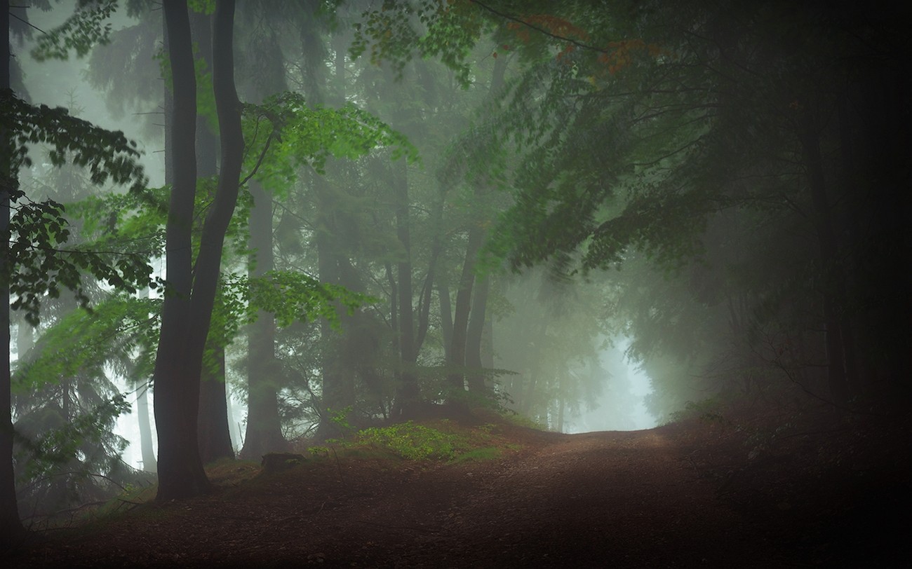 General 1300x812 nature morning forest dirt road mist daylight trees outdoors