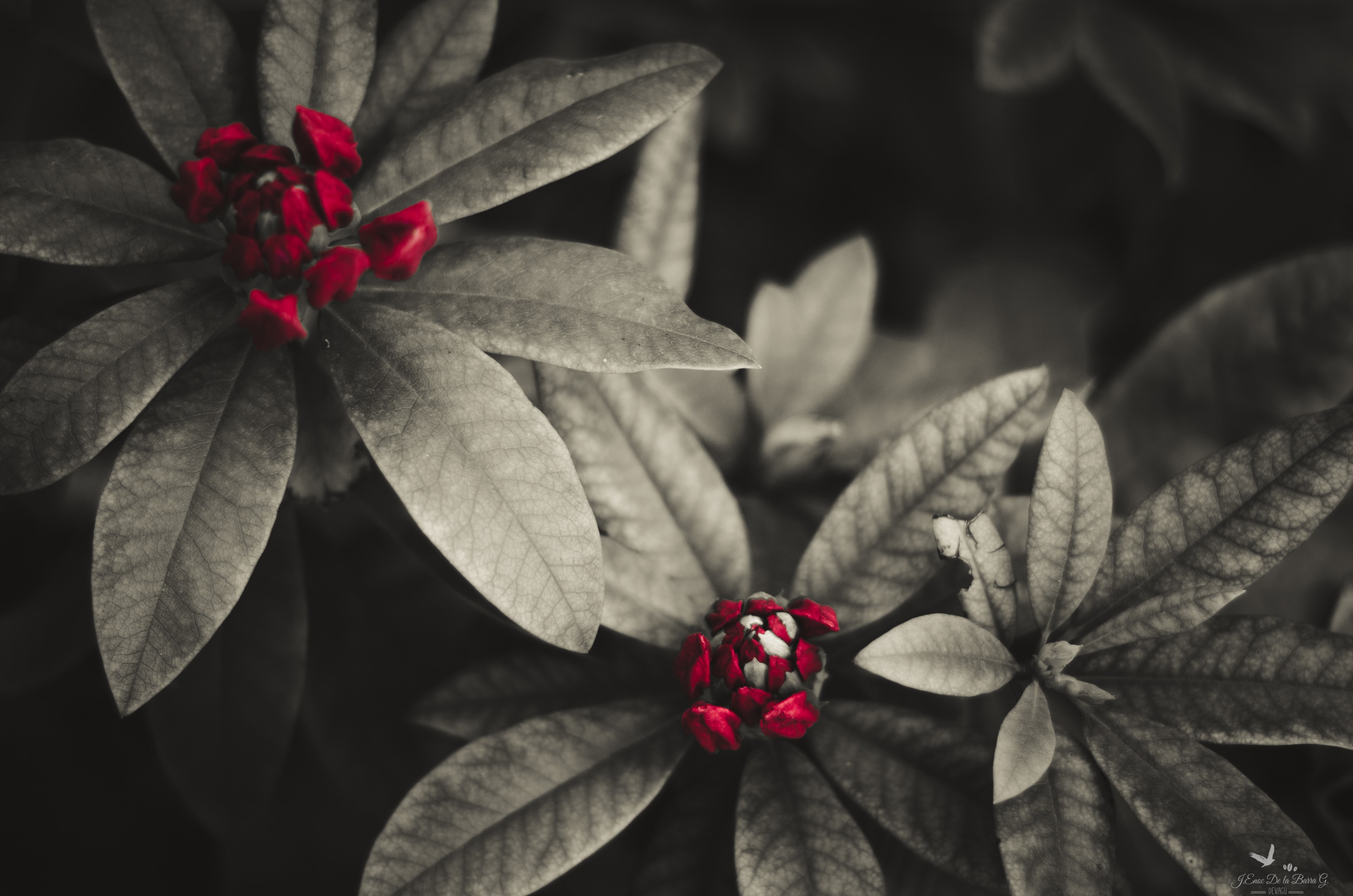 General 3056x2024 Rhododendron red flowers plants garden selective coloring