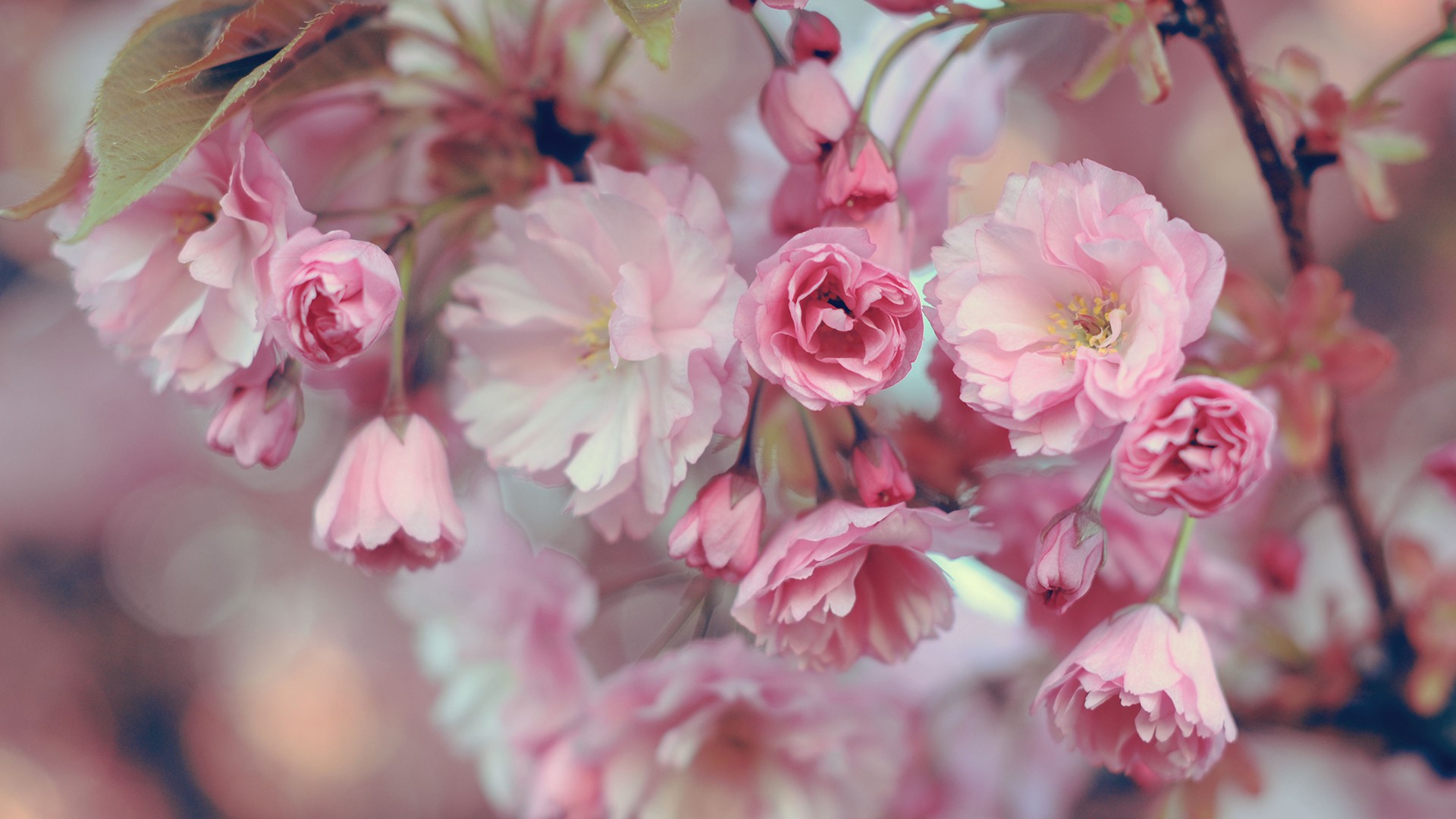 General 1920x1080 blossoms flowers pink plants