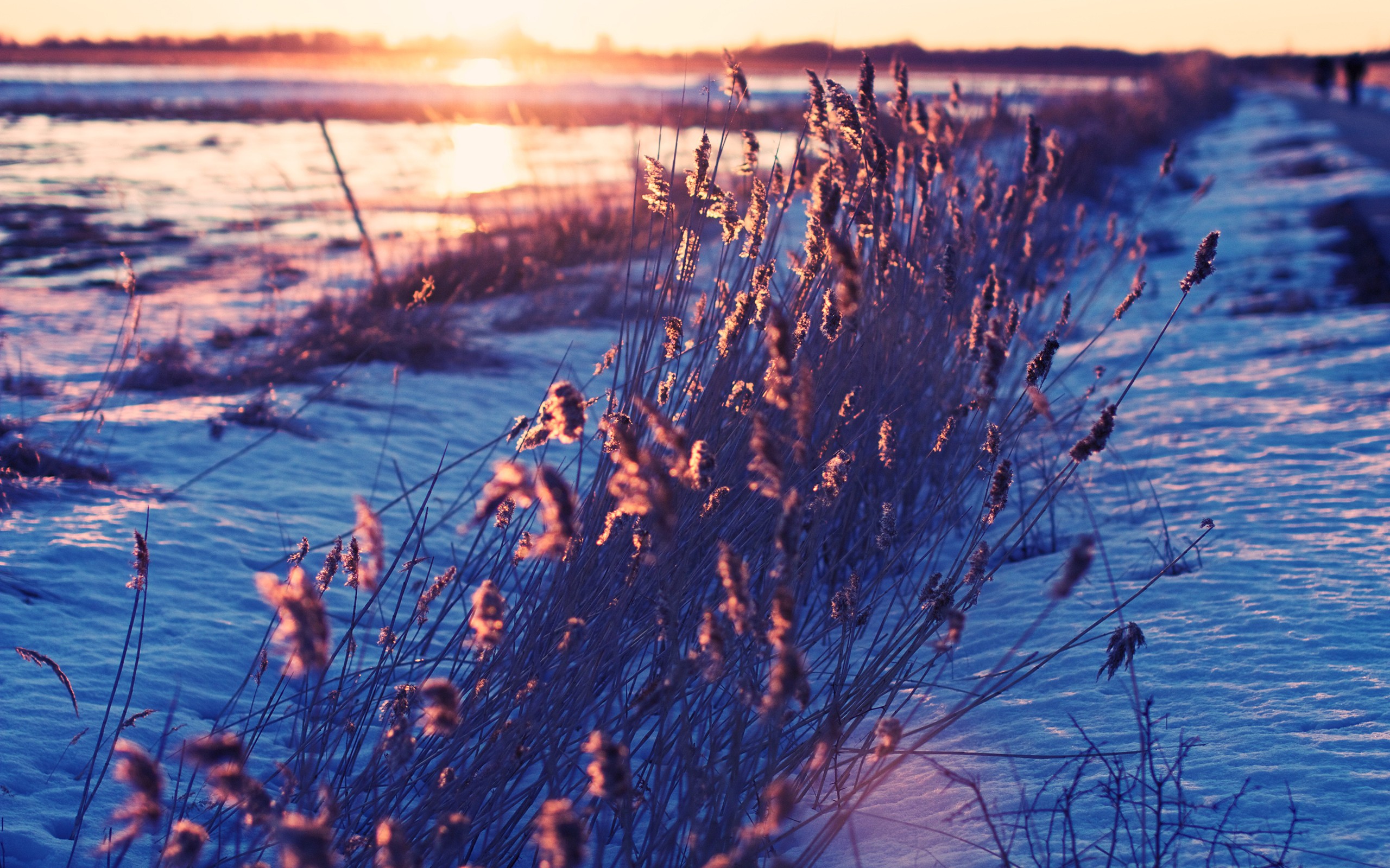 General 2560x1600 plants winter reeds nature sunset cold outdoors ice snow sunlight