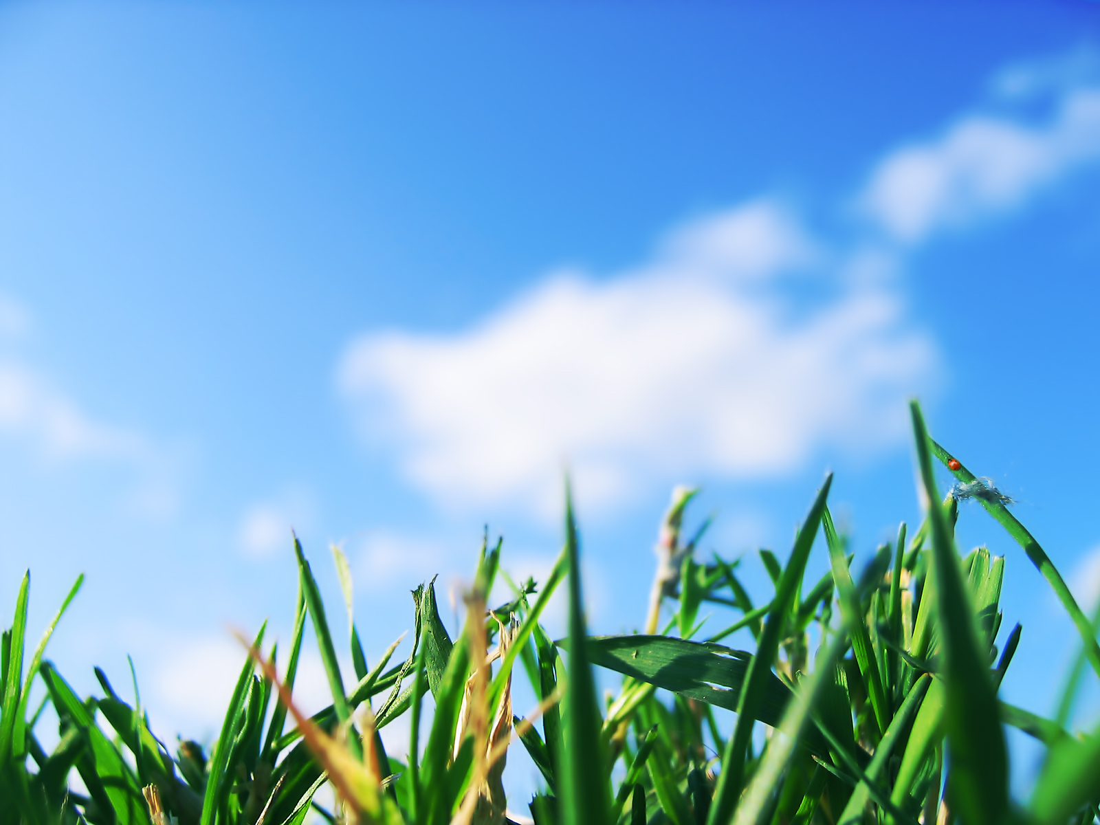 Песня голубое небо зеленая трава. Трава и небо. Зеленая трава. Трава фон. Небо и сочная трава.