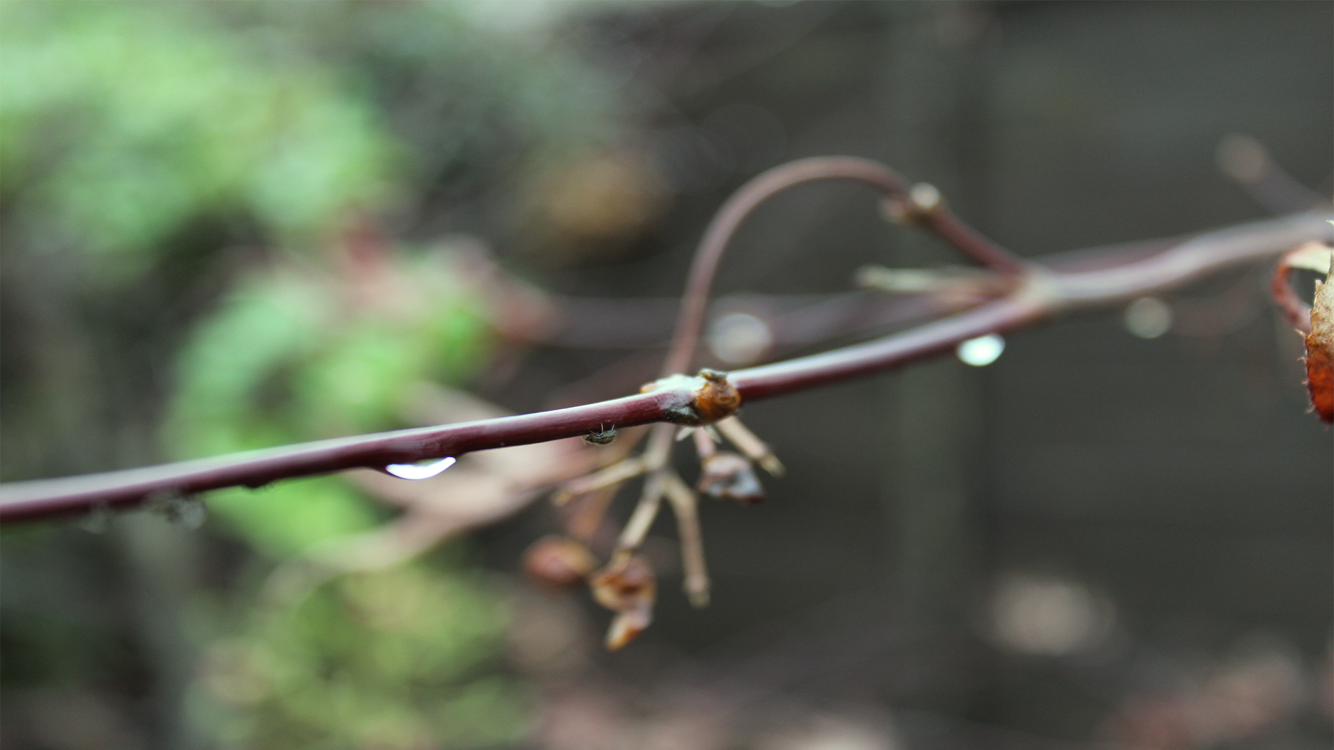 General 1920x1080 blurred macro twigs plants water drops outdoors