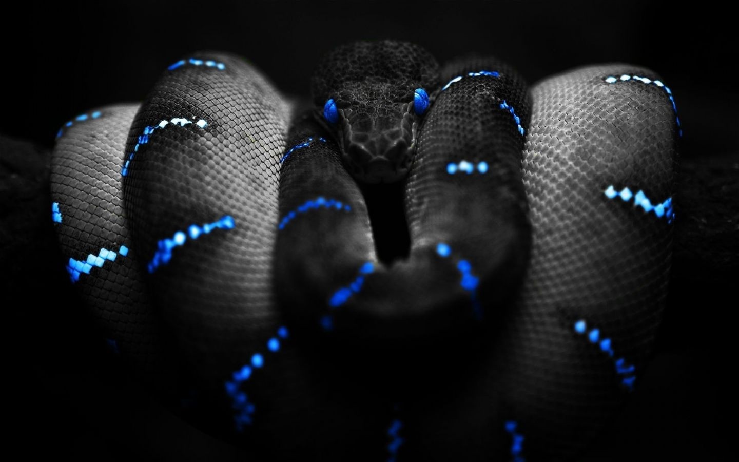 General 1440x900 animals snake selective coloring Boa constrictor reptiles digital art