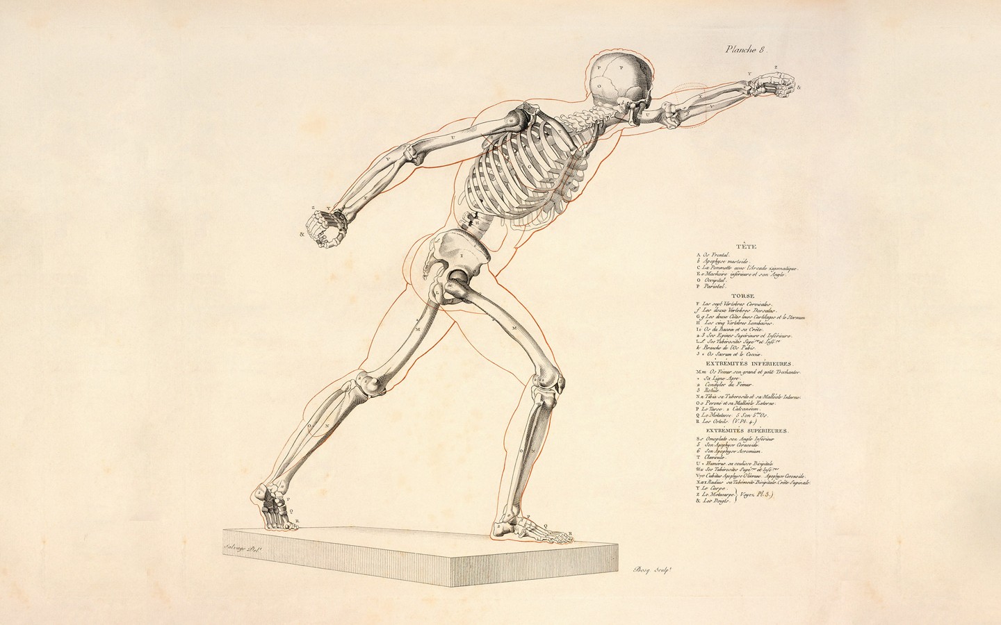 General 1440x900 bones skeleton infographics ribs anatomy beige background