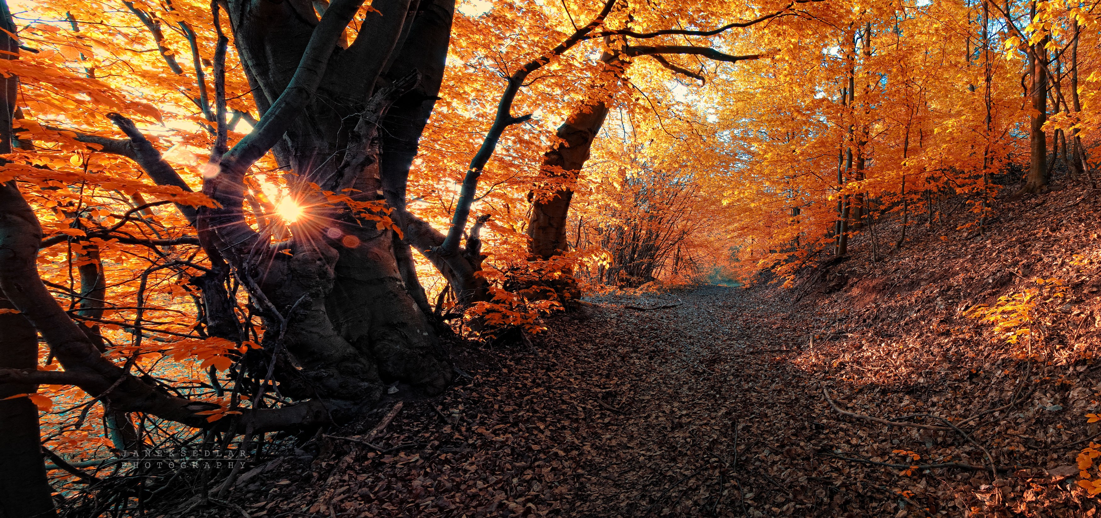 General 3500x1646 fall nature path red leaves forest plants sunlight outdoors