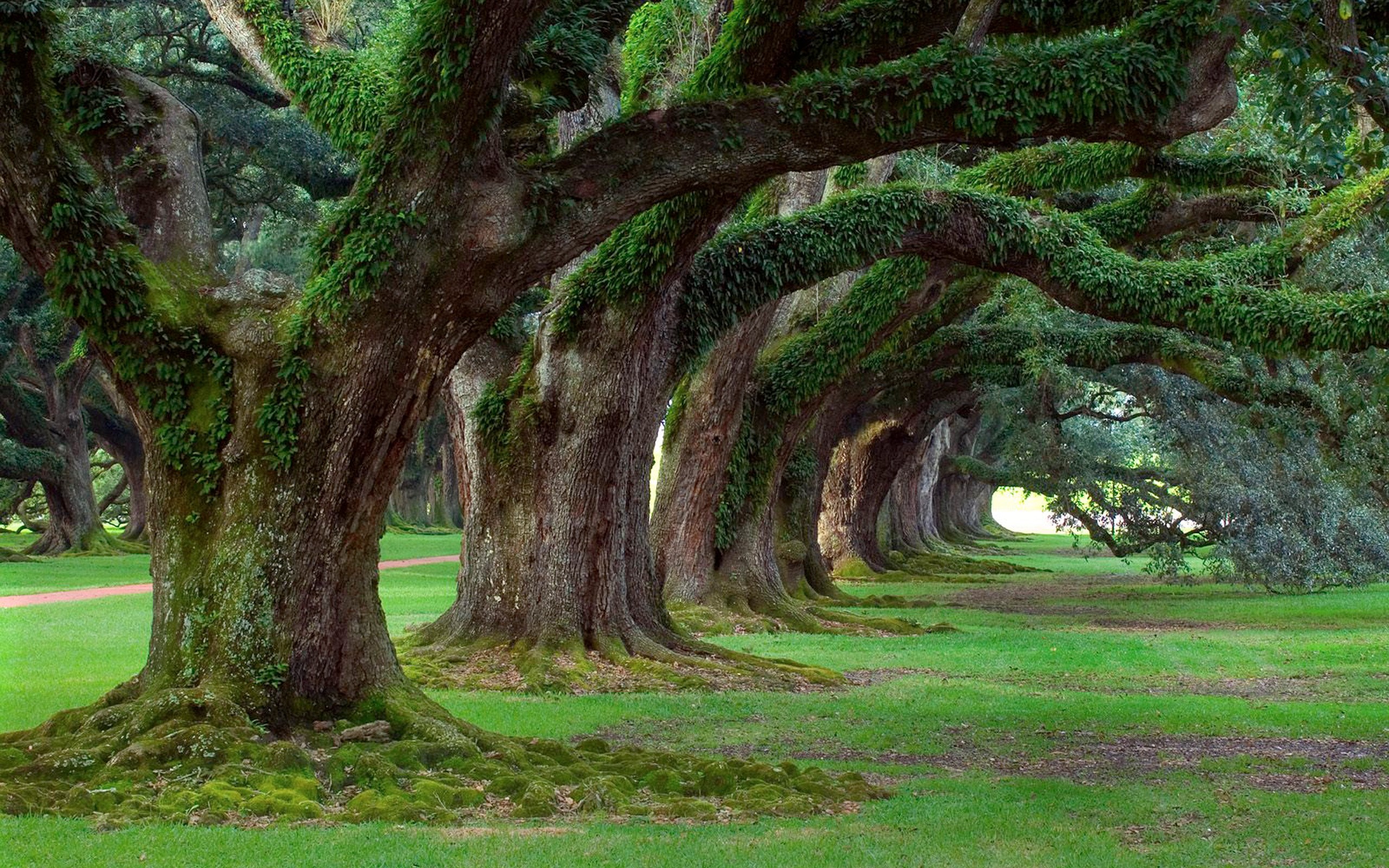 General 2560x1600 trees plants outdoors grass oak trees