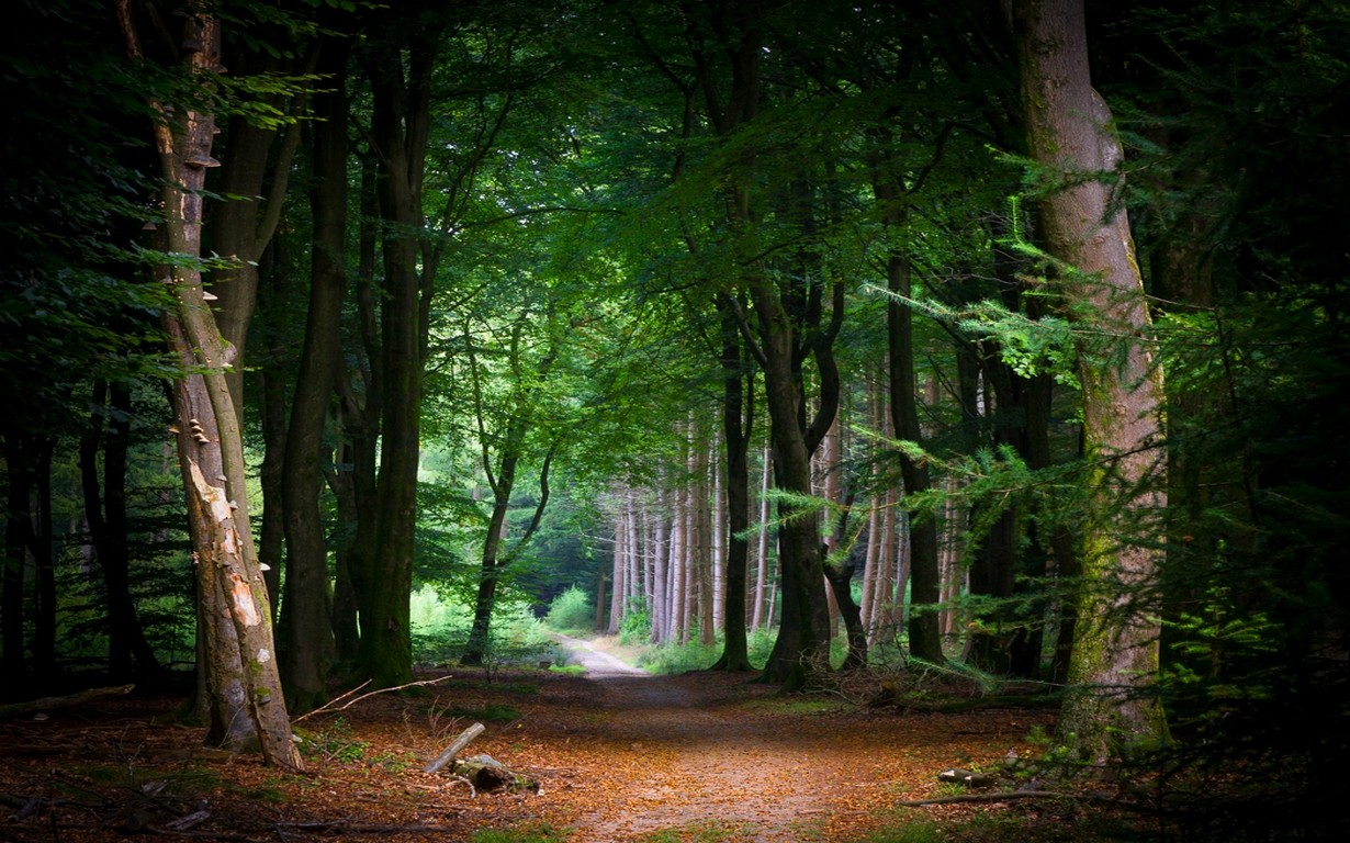 General 1230x768 nature path forest tunnel trees leaves green