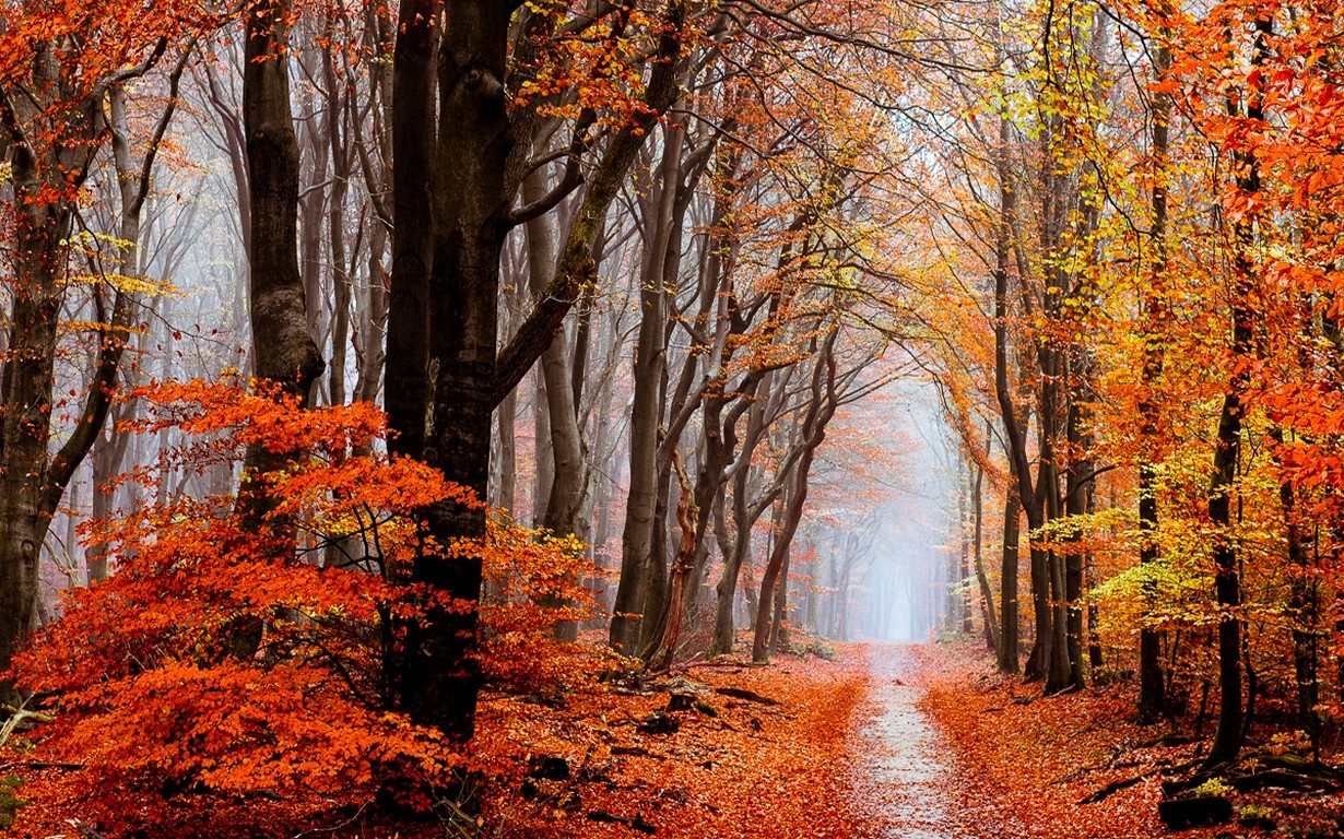 General 1230x768 nature fall forest leaves mist path trees