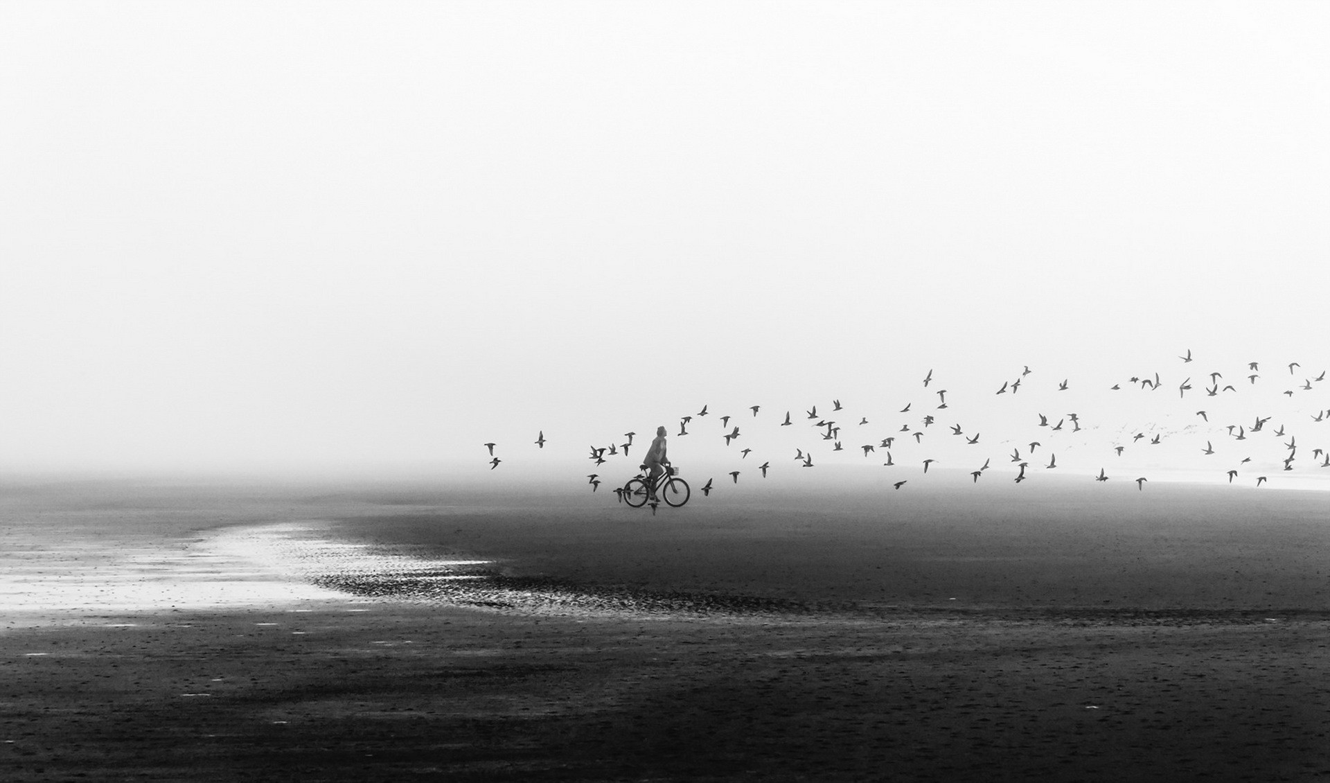 General 1920x1130 monochrome landscape birds vehicle bicycle animals outdoors