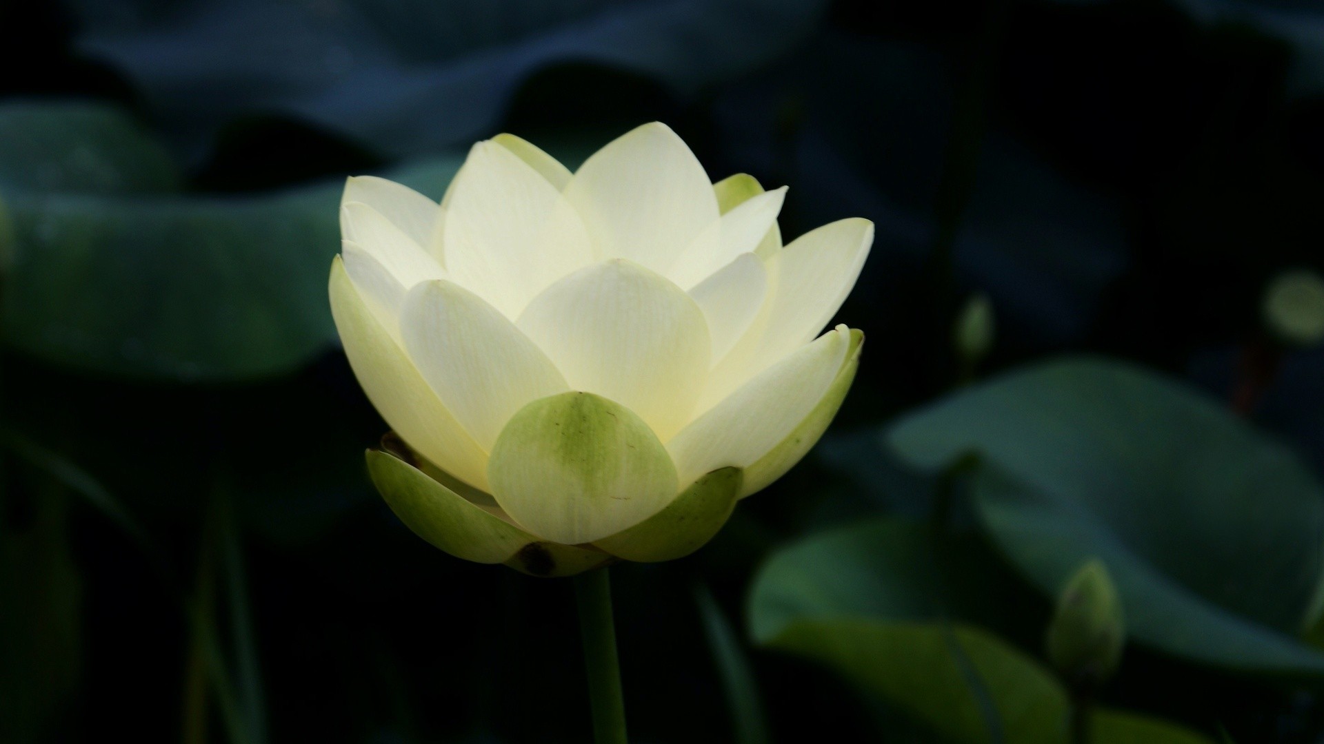 General 1920x1080 nature flowers closeup petals lotus flowers white flowers leaves Buddhism macro plants
