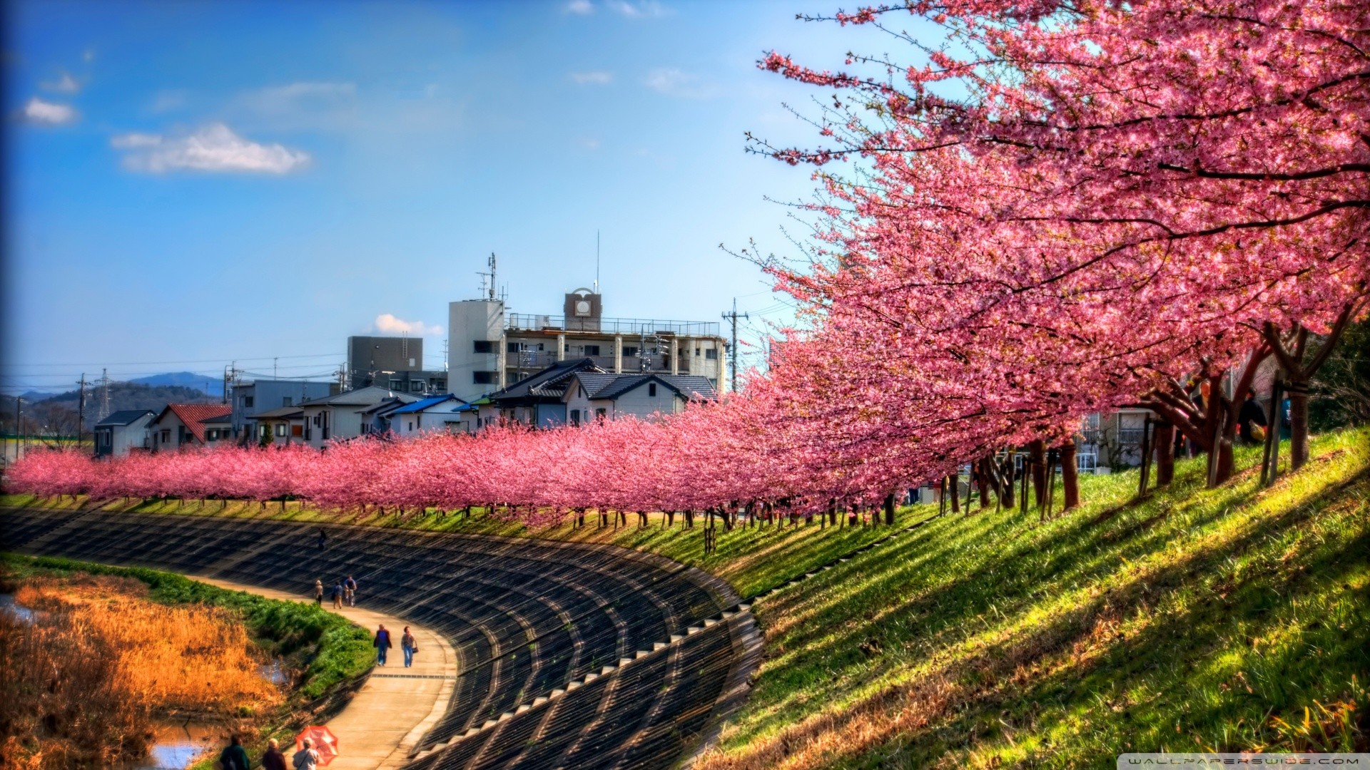 General 1920x1080 sky trees pink path cherry blossom Japan plants outdoors watermarked
