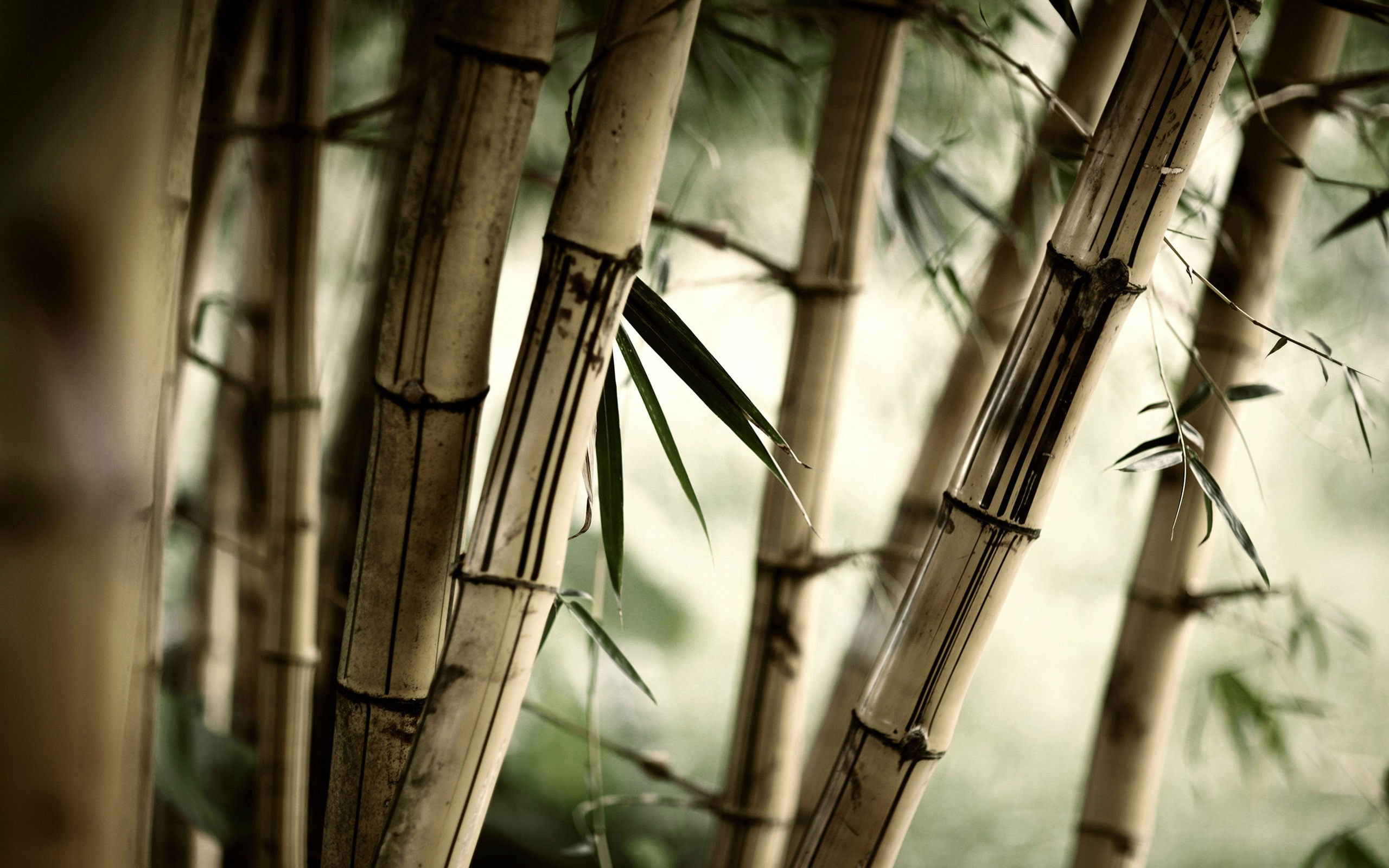General 2560x1600 bamboo leaves trees plants closeup