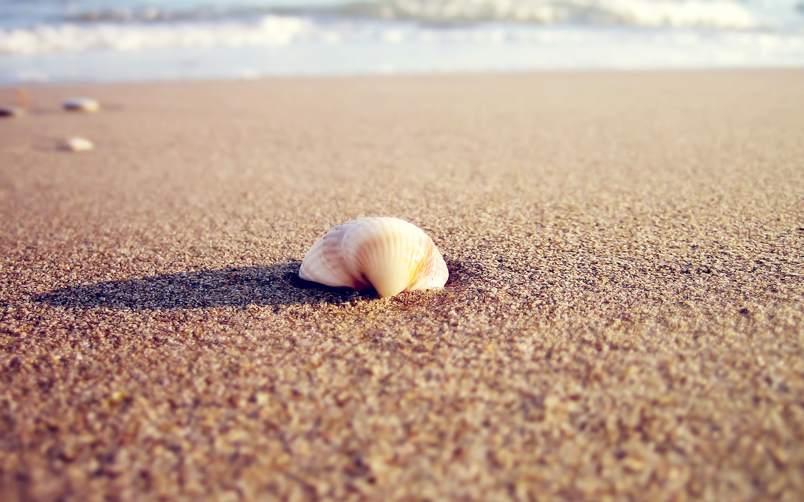 General 2560x1600 seashells sand beach nature outdoors