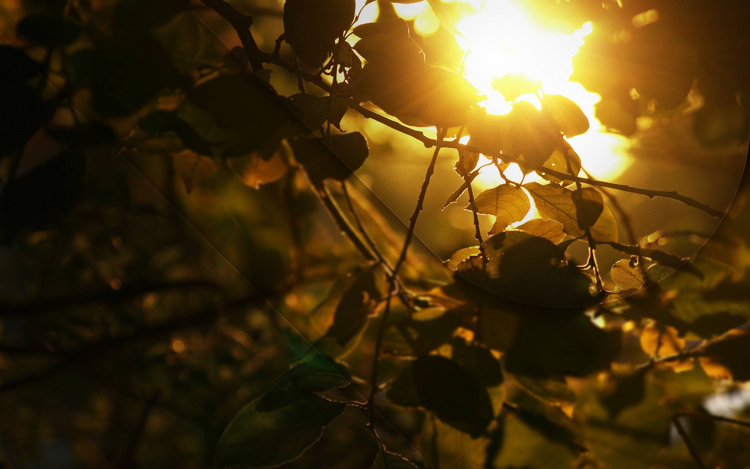 General 2560x1600 sunlight nature branch trees leaves plants