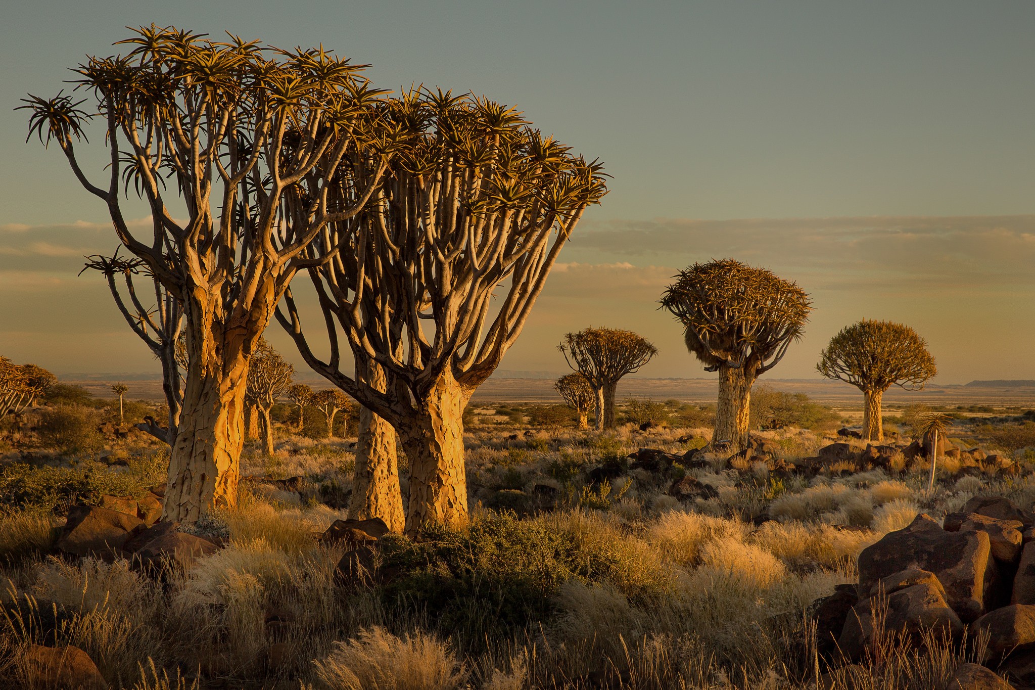 General 2048x1365 Namibia Africa nature landscape trees savannah shrubs sunset plants