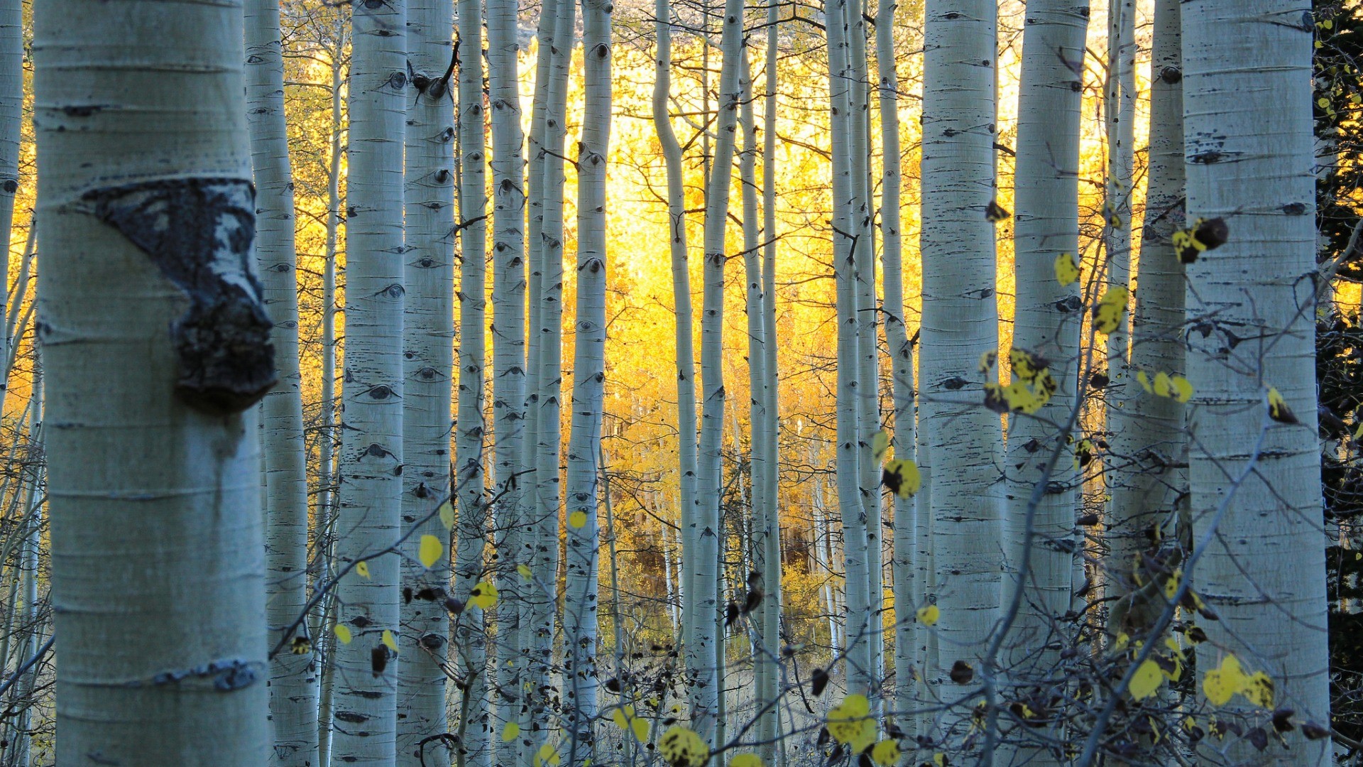 General 1920x1080 nature trees forest Sun sunlight leaves branch Colorado USA birch
