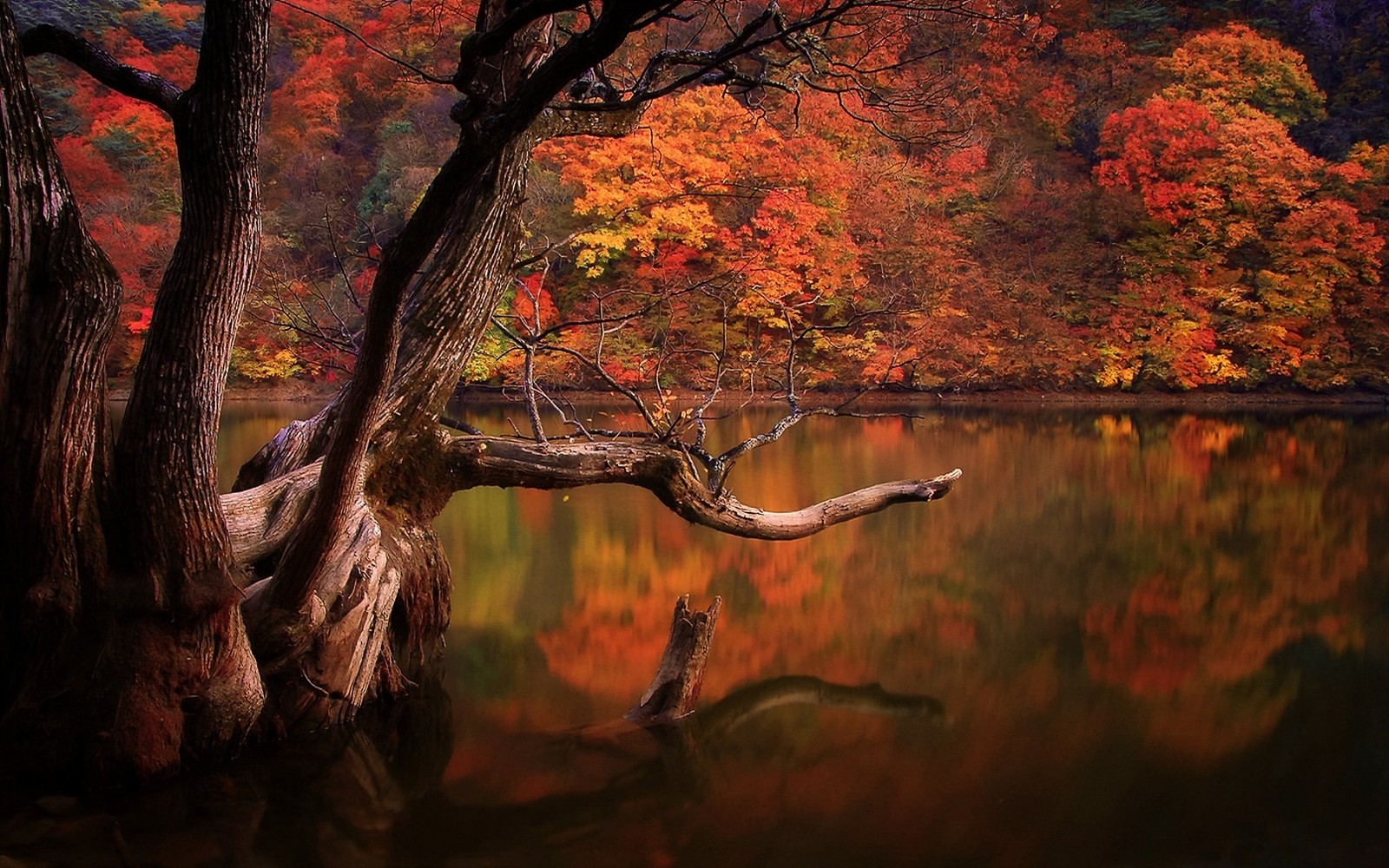 General 1600x1000 lake fall forest dead trees reflection nature South Korea landscape colorful trees water Asia