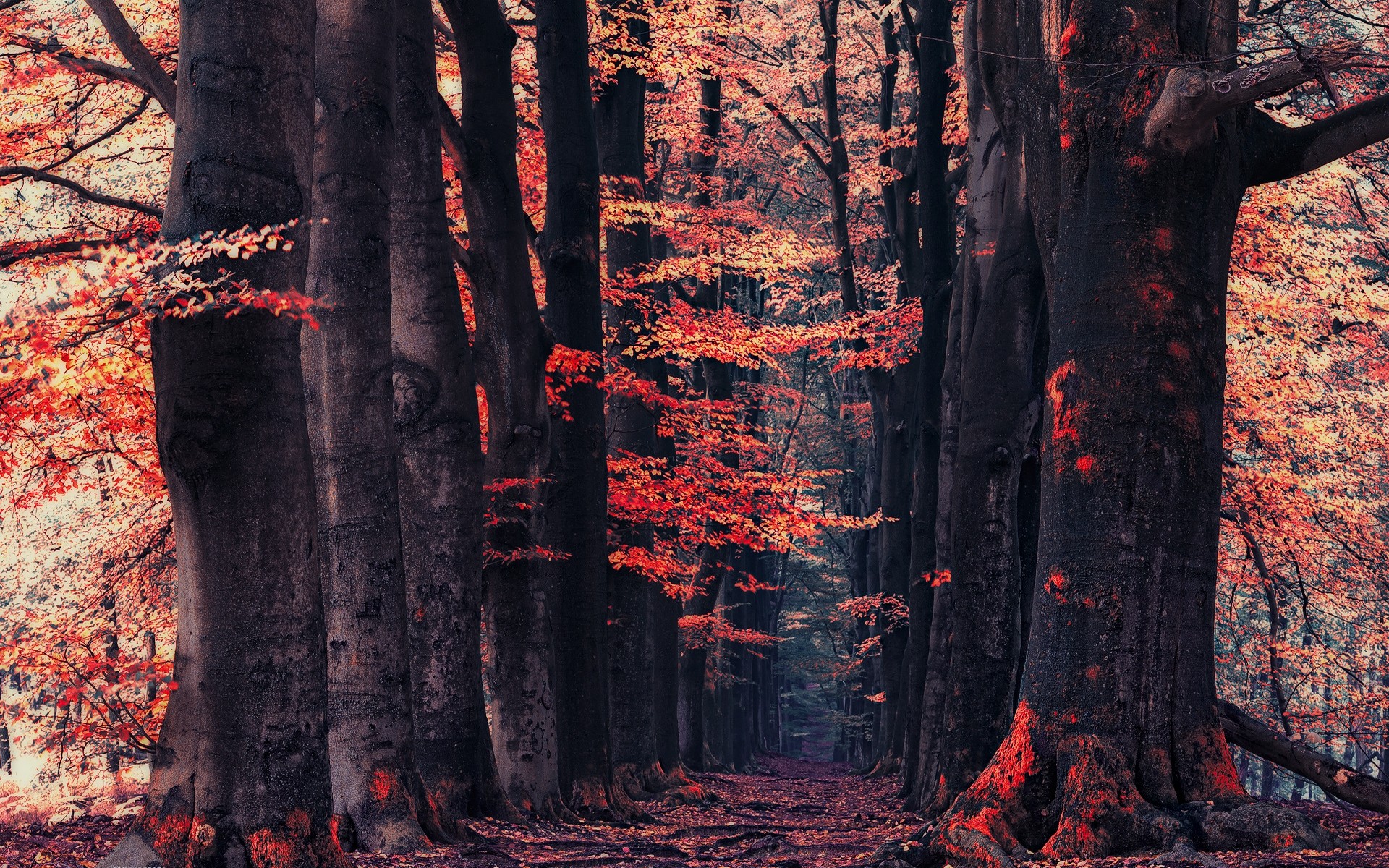 General 1920x1200 nature forest fall path red leaves trees