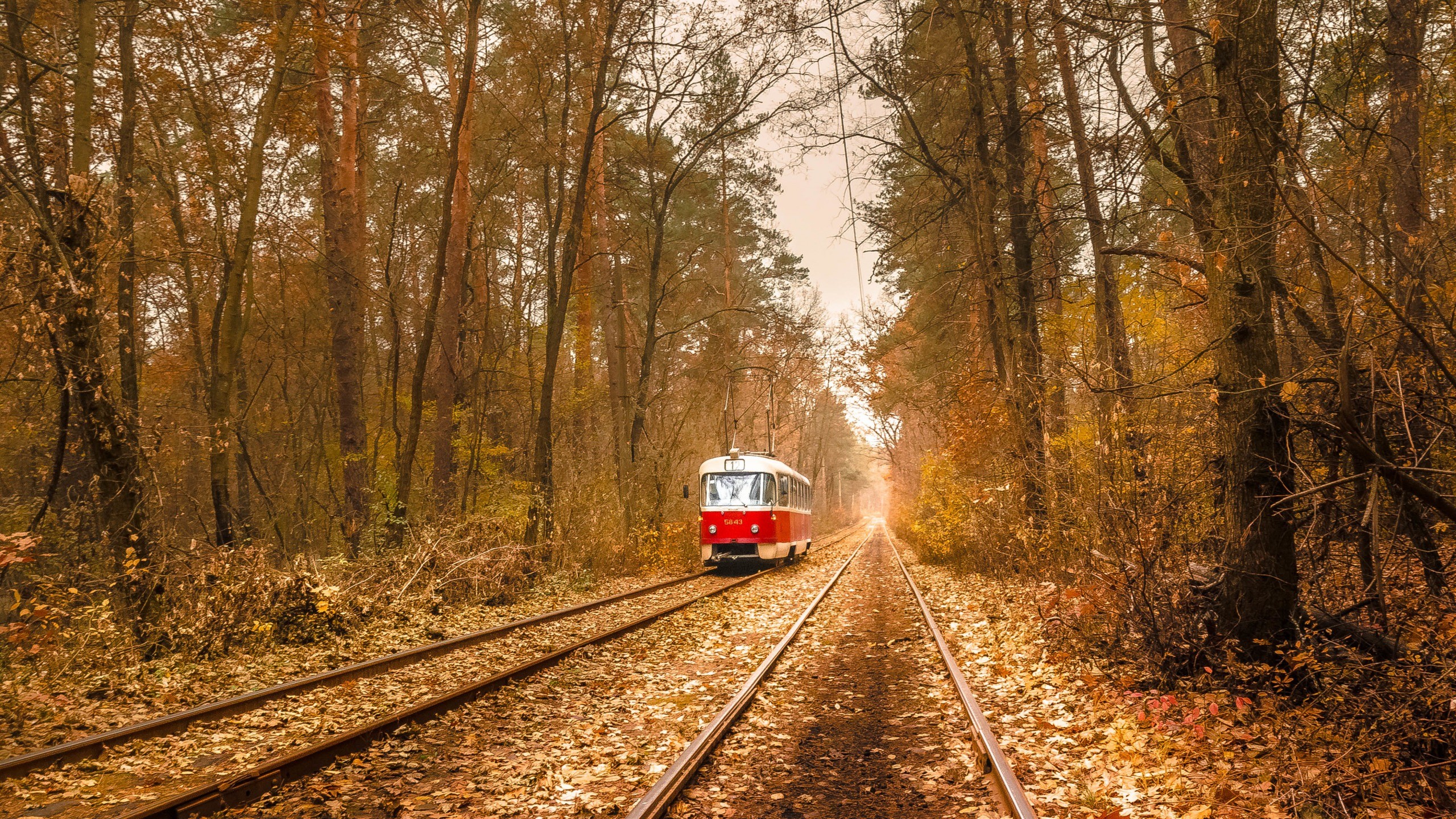 General 2560x1440 nature trees leaves vehicle tram forest branch fall wires 500px Kyiv Ukraine 2015 (Year) yellow leaves electricity railway