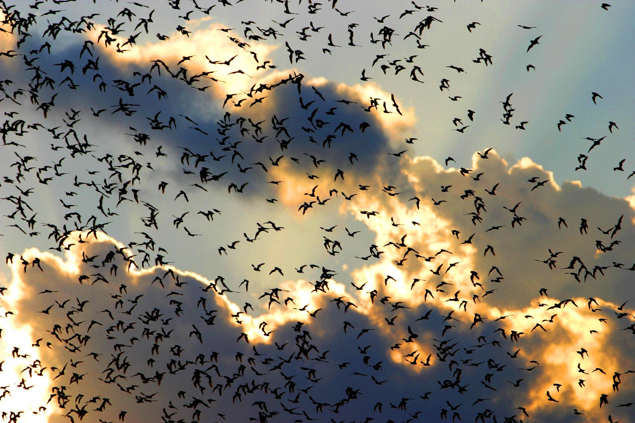 General 2070x1380 bats clouds animals flying