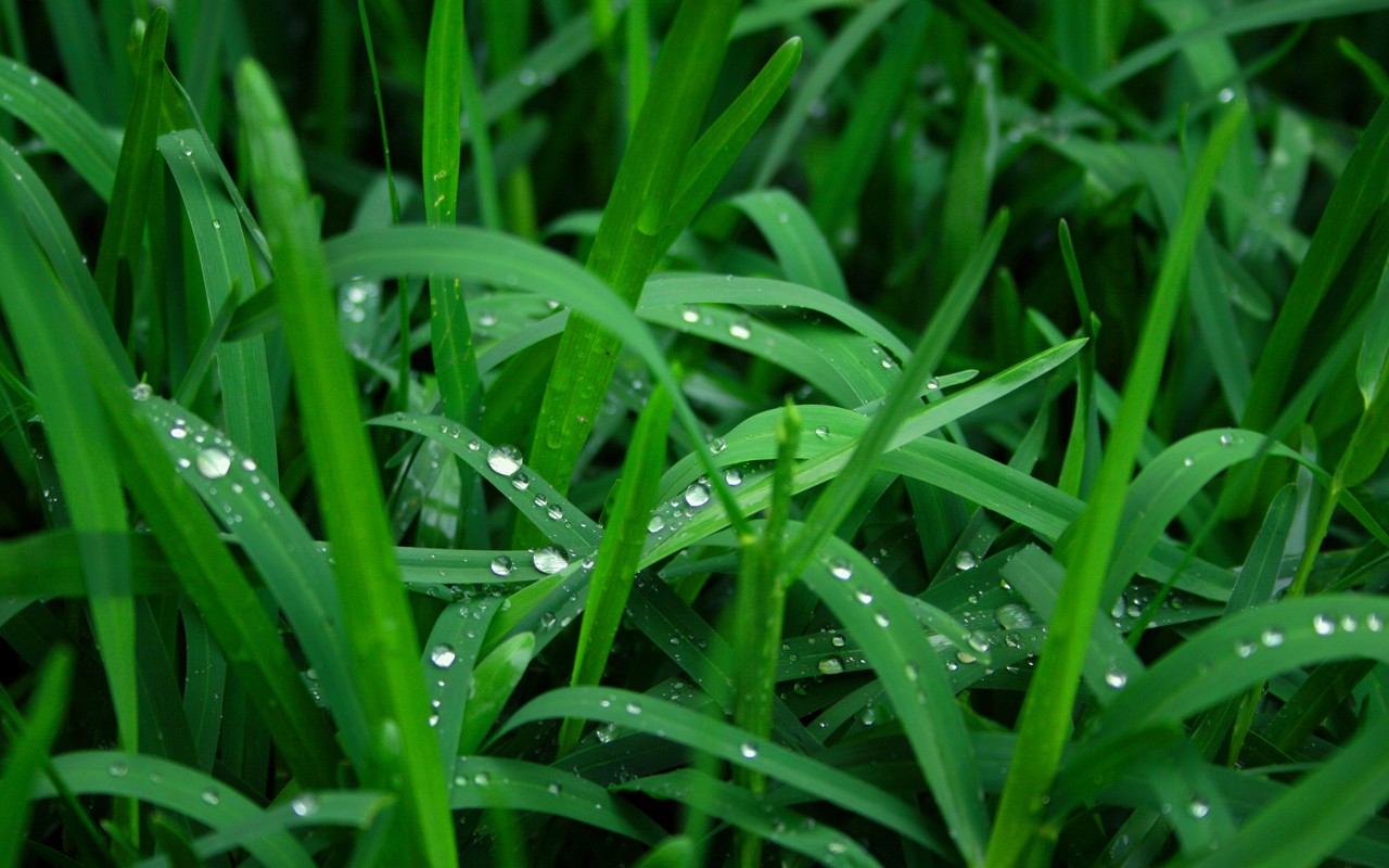 General 1280x800 grass nature water drops plants